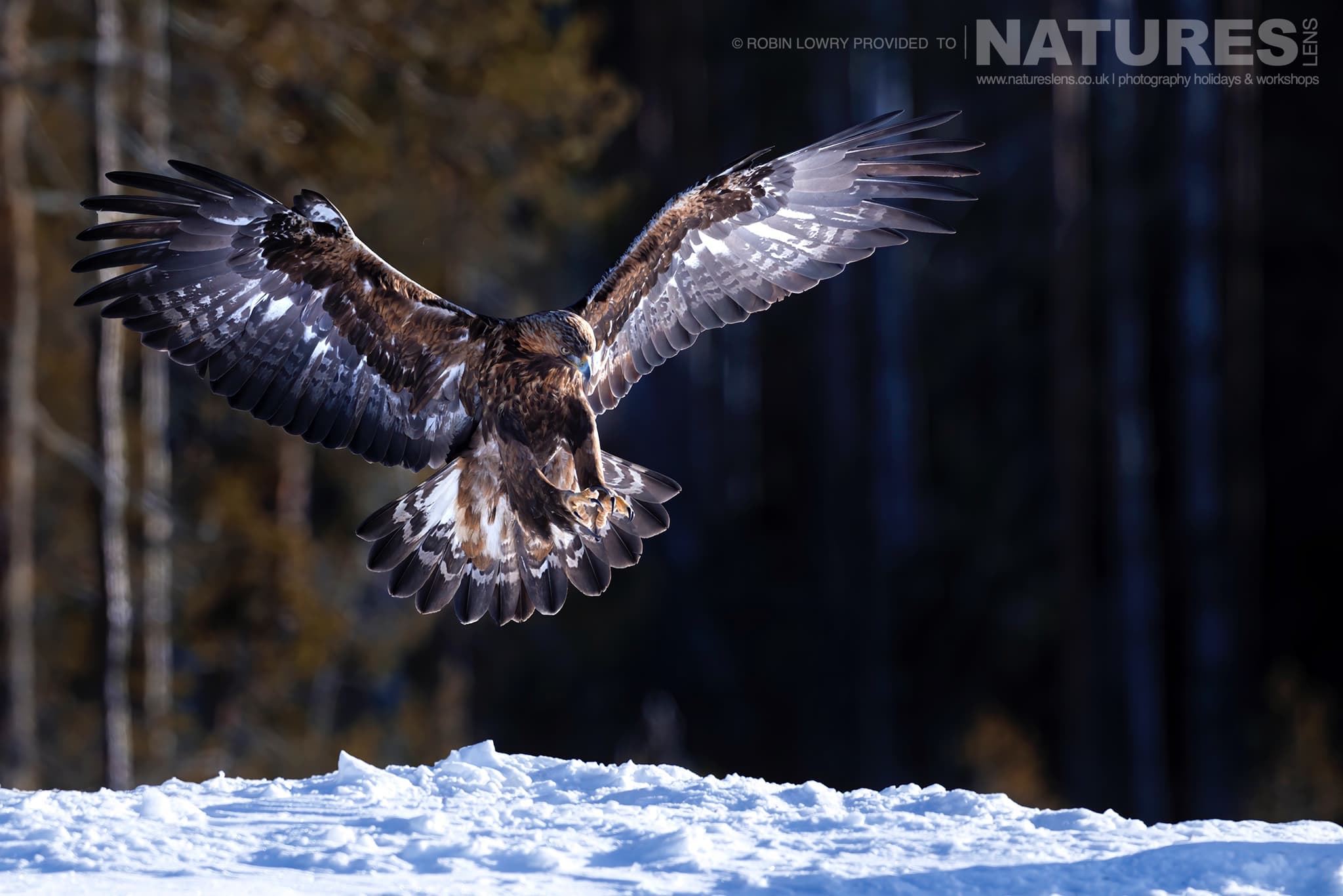A Golden Eagle Coming In To Land Photographed During A Natureslens Photography Holiday To Photograph Northern Sweden'S Eagles In Winter