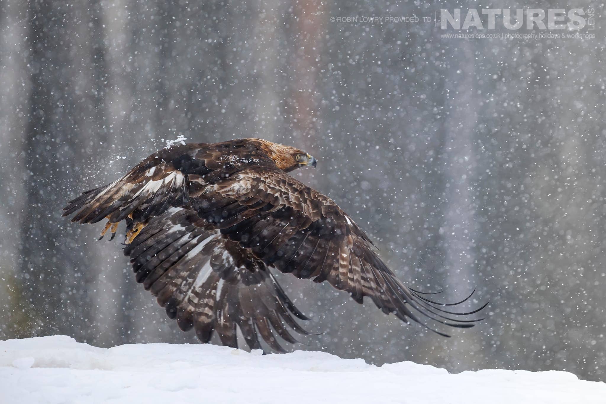 A Golden Eagle Flying During Snow Storm Photographed During A Natureslens Photography Holiday To Photograph Northern Sweden'S Eagles In Winter