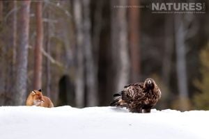 A Golden Eagle & Fox Photographed During A Natureslens Photography Holiday To Photograph Northern Sweden's Eagles In Winter
