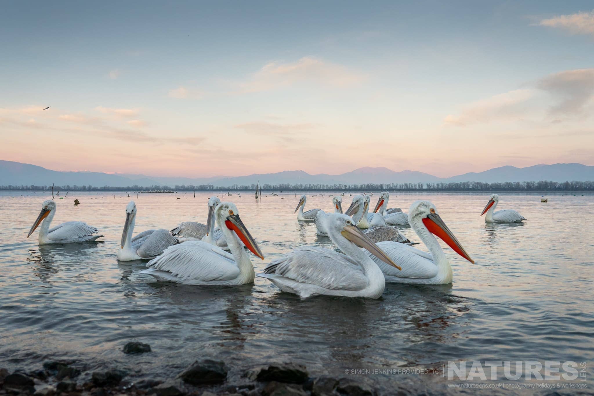 A Group Of Lake Kerkini's Pelicans Drift On The Waters Of The Lake With The Mountains Behind