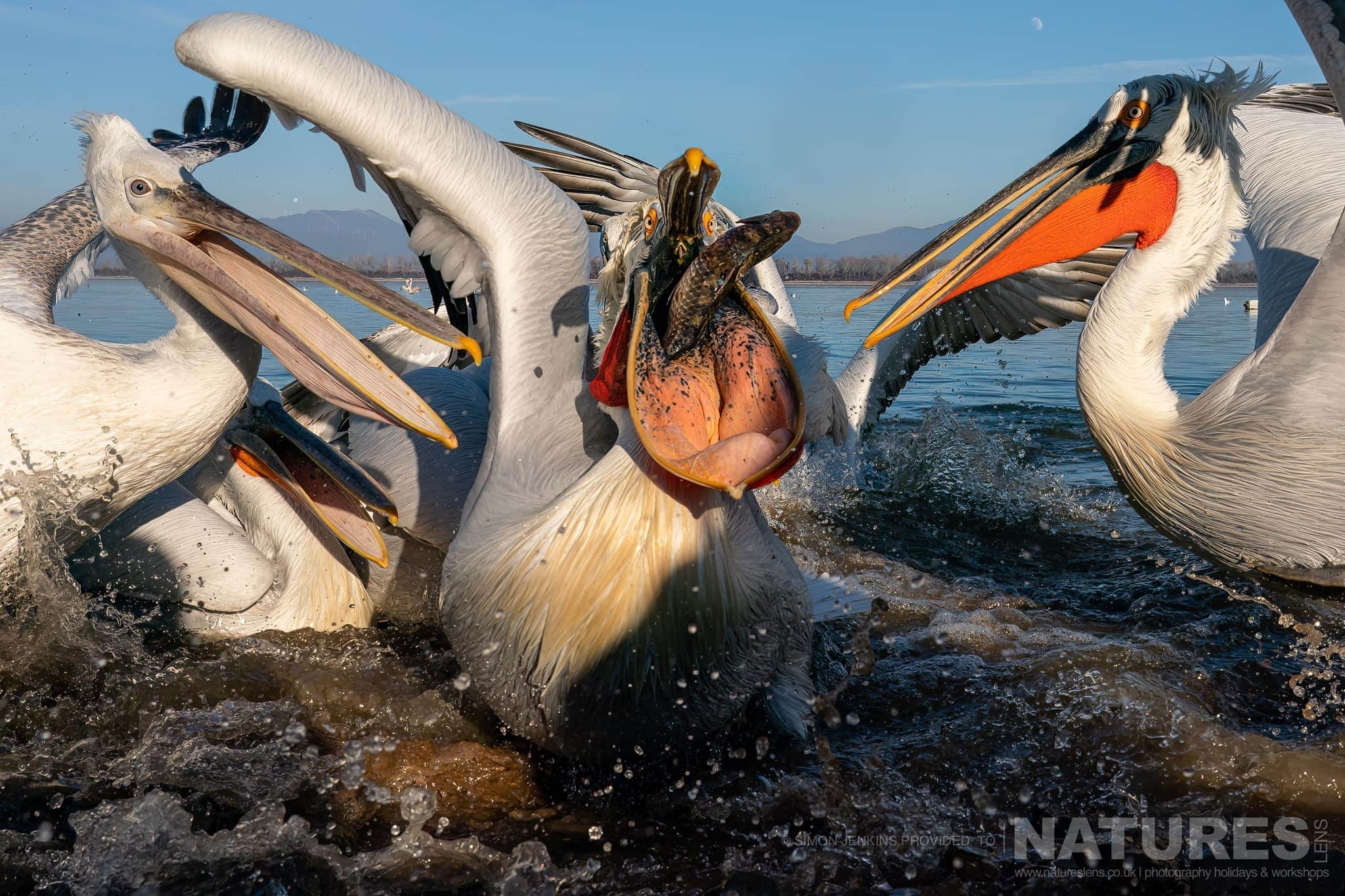 A Group Of Lake Kerkini's Pelicans Squabble For Fish