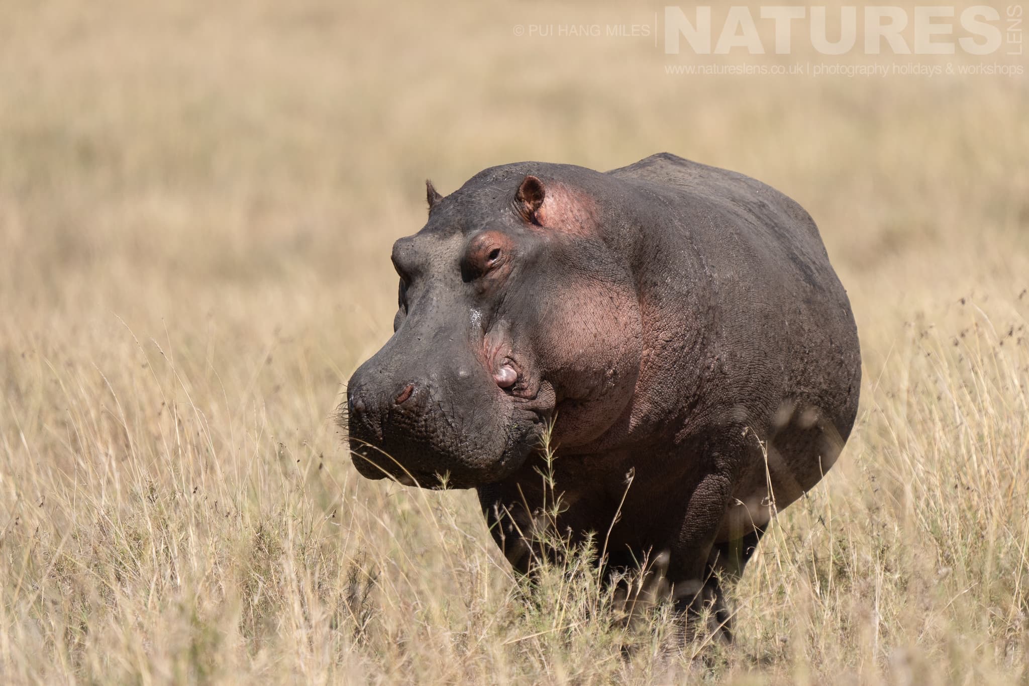 A Hippo Strides Through The Long Grass Photographed During A Natureslens Photography Holiday To Photograph The Wildlife Of The Maasai Mara