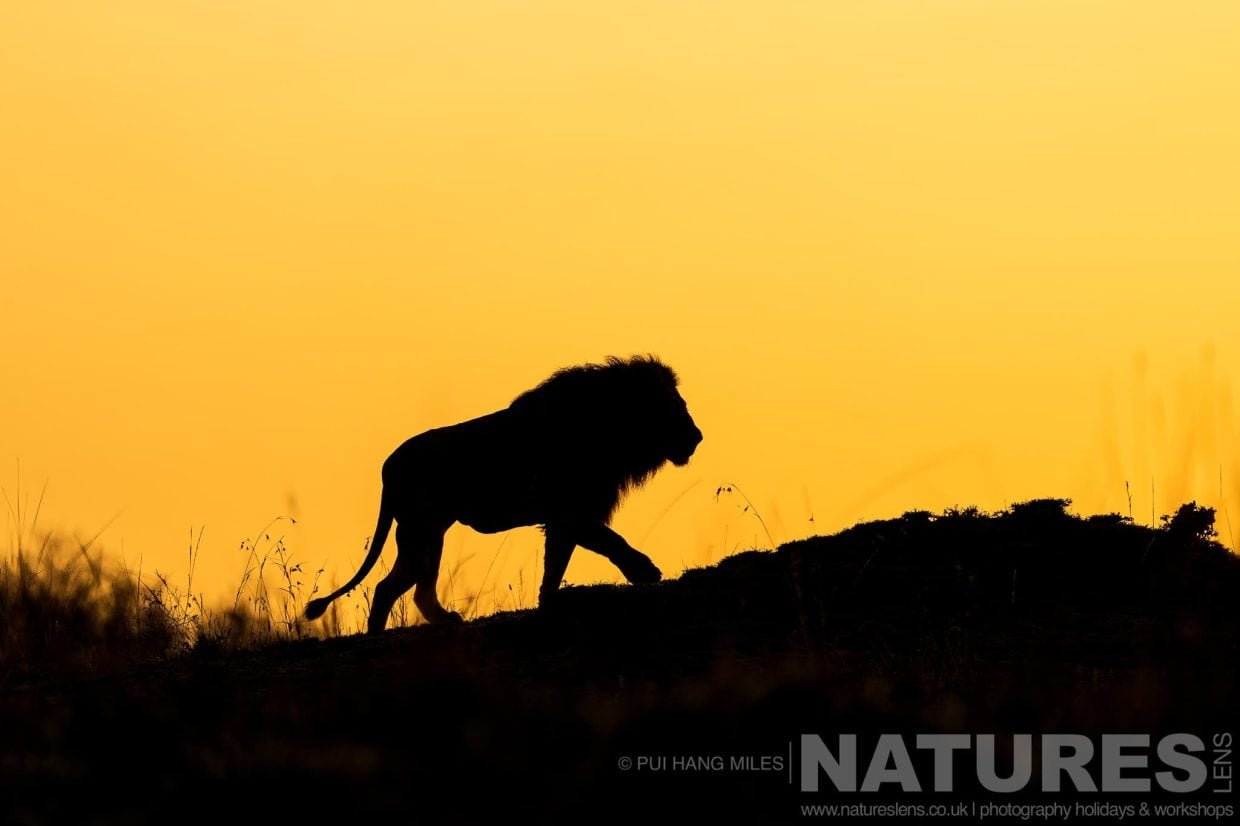 A Lion Silhouetted By The Rising Sun Behind Photographed During A Natureslens Photography Holiday To Photograph The Wildlife Of The Maasai Mara