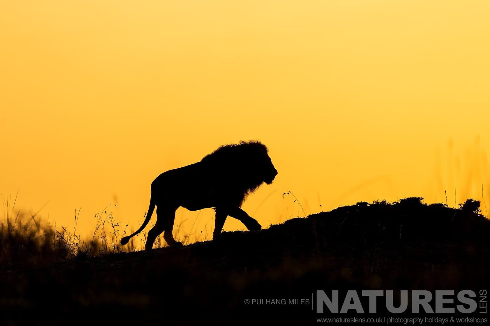 Discover the Majestic Wildlife of the Maasai Mara with NaturesLens