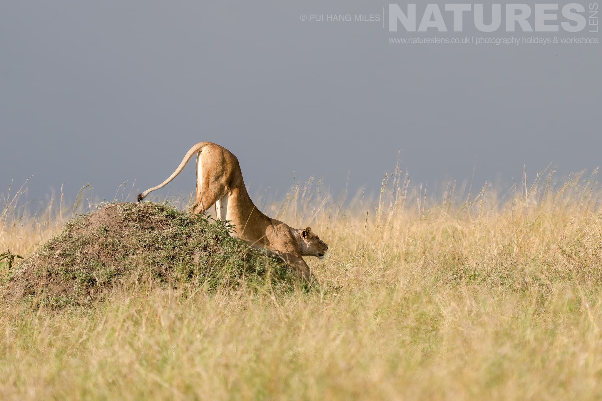 A Lioness From The Topi Pride Stretches As She Descends From A Raised Vantage Point photographed at the locations used for the Ultimate African Wildlife photography holiday