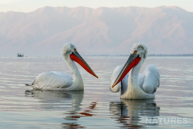 View the Simon Jenkins – Lake Kerkini’s Pelicans – 2023 gallery