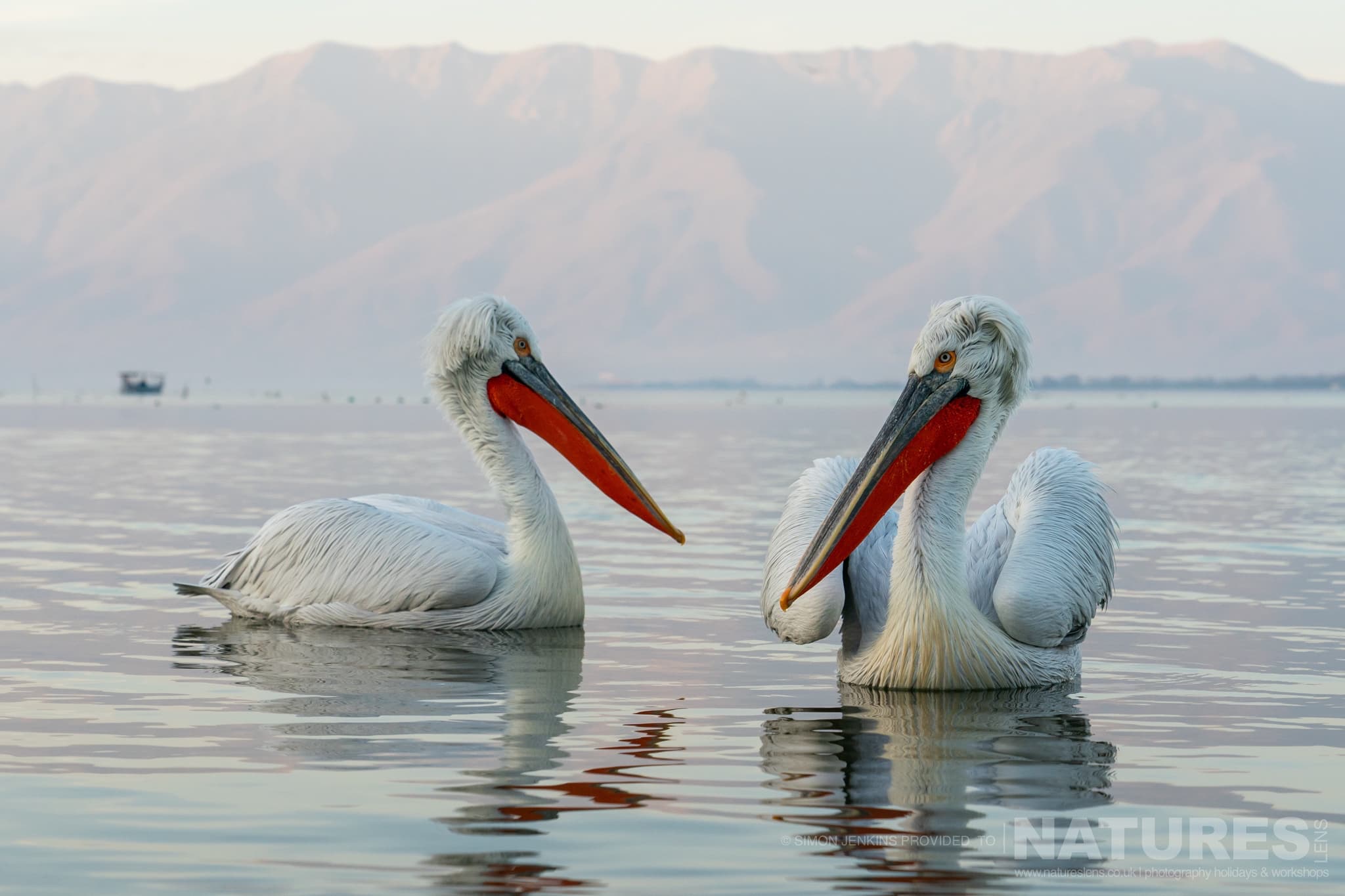 A Pair Of Lake Kerkini's Pelicans Drift On The Waters Of The Lake With The Mountains Behind