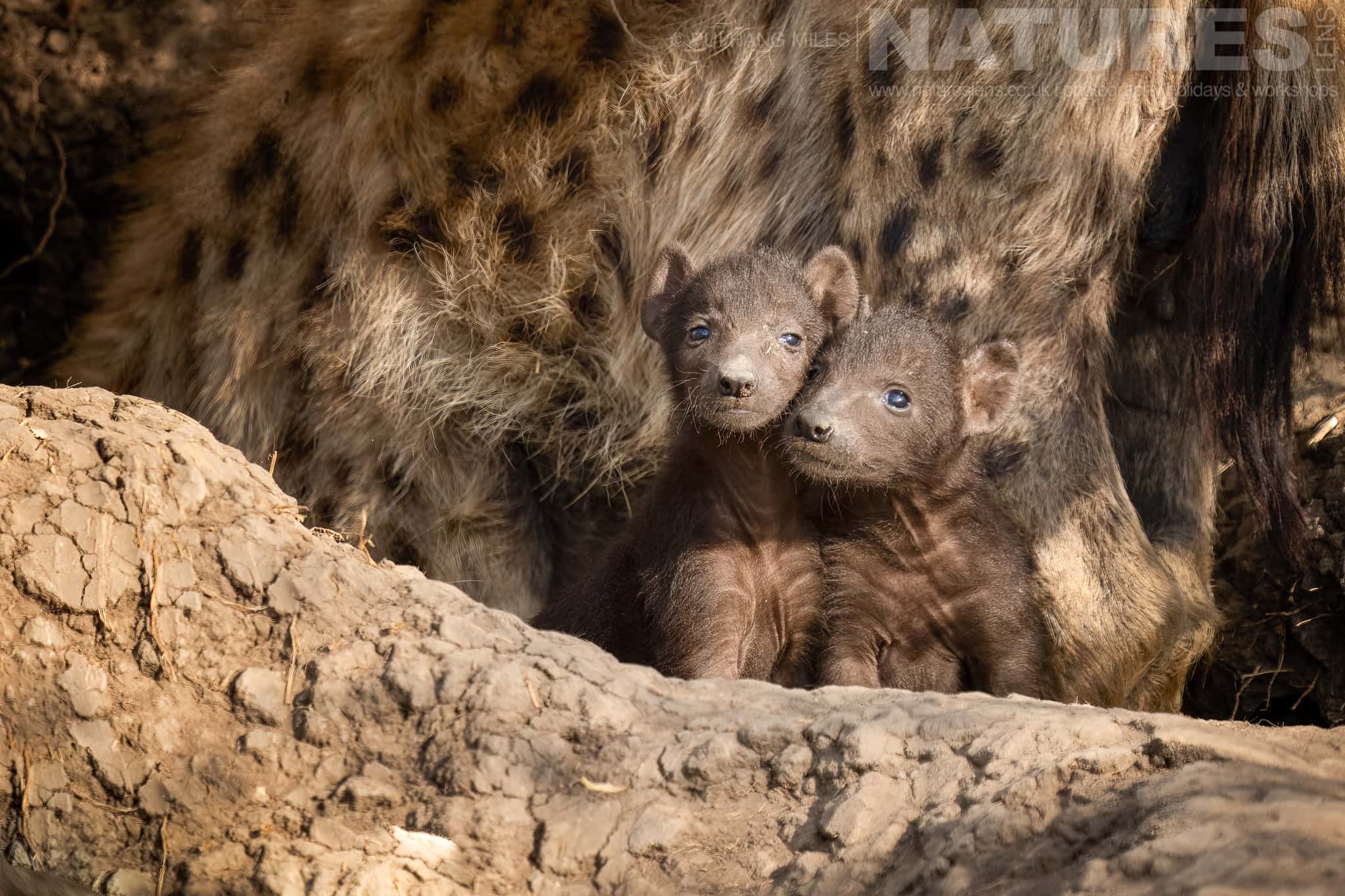 A Pair Of Tiny Hyena Cubs Photographed During A Natureslens Photography Holiday To Photograph The Wildlife Of The Maasai Mara