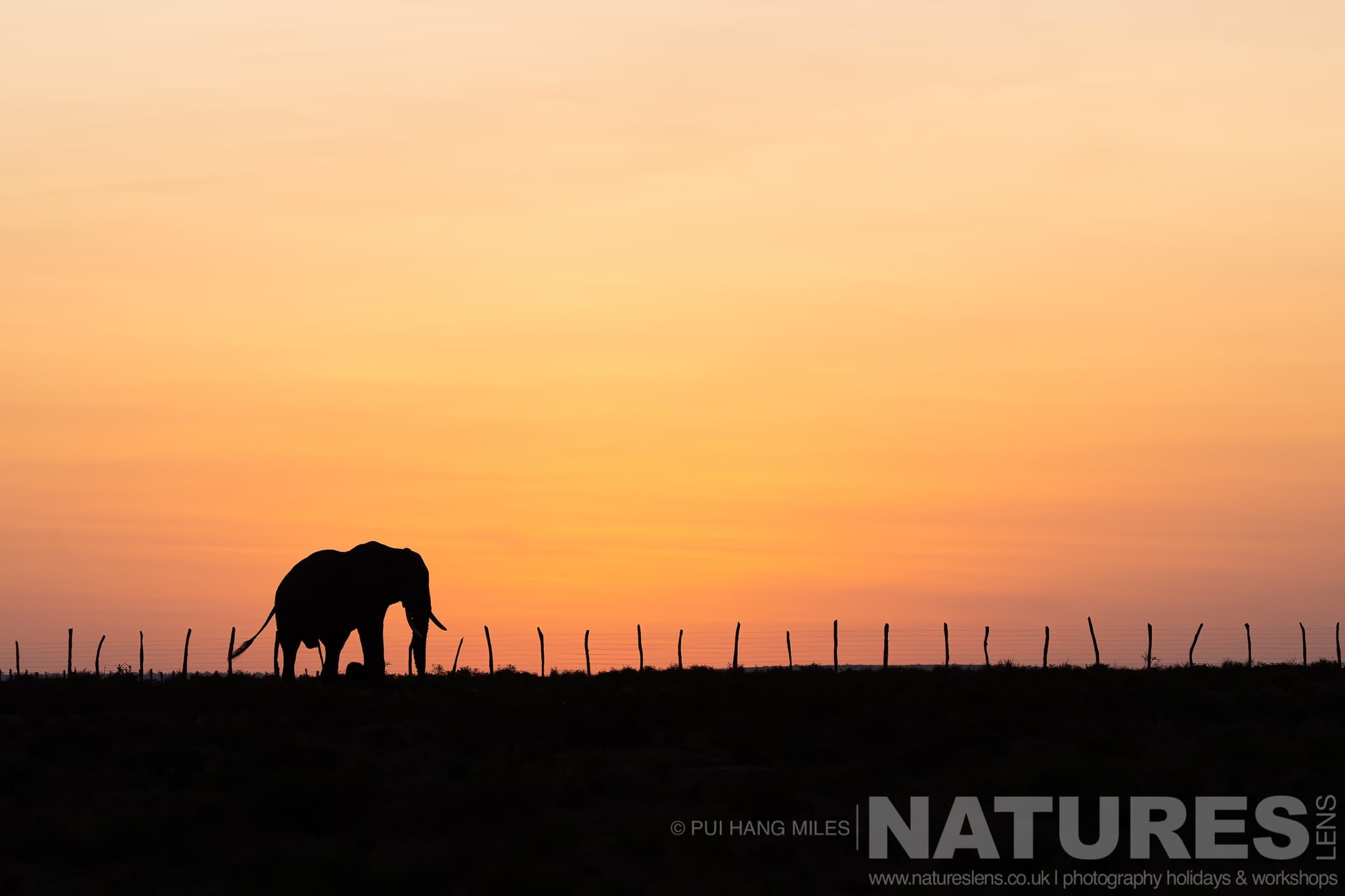 A Silhouetted Elephant Walking Past A Boundary Fence Photographed At The Locations Used For The Ultimate African Wildlife Photography Holiday