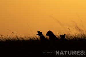 A Silhouetted Pride Of Lions At Sunrise Photographed During A Natureslens Photography Holiday To Photograph The Wildlife Of The Maasai Mara