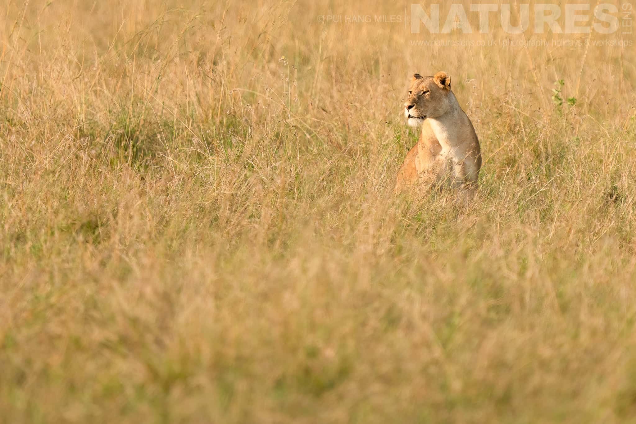 A Topi Pride Lioness Sat In The Long Grass Photographed During A Natureslens Photography Holiday To Photograph The Wildlife Of The Maasai Mara