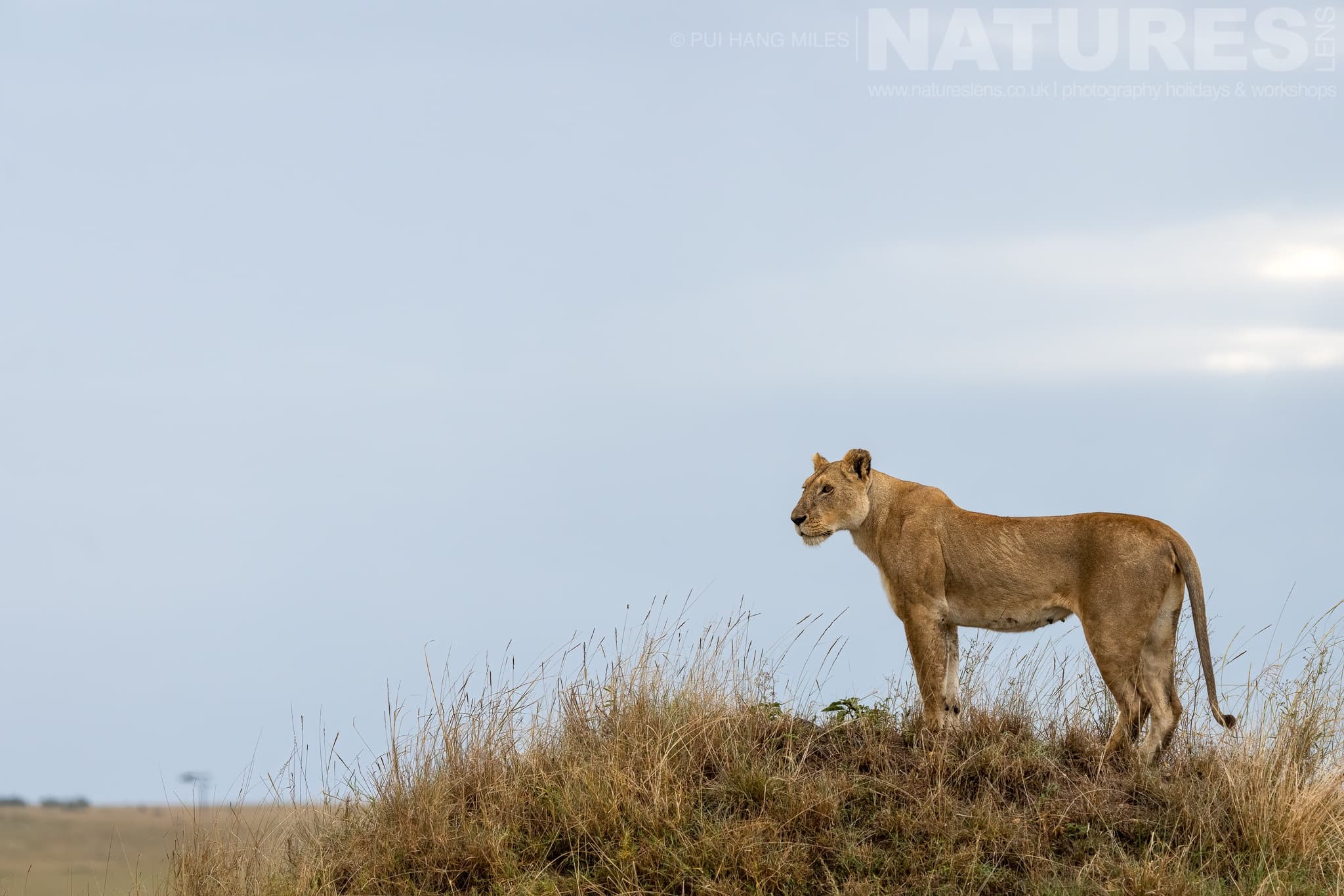 A Topi Pride Lioness Stood On A Vantage Point Photographed During A Natureslens Photography Holiday To Photograph The Wildlife Of The Maasai Mara
