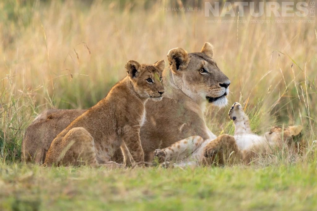 A Topi Pride Lioness With Her Cubs Photographed During A Natureslens Photography Holiday To Photograph The Wildlife Of The Maasai Mara A Lioness Of The Topi Pride With Her Cubs In The Maasai Mara