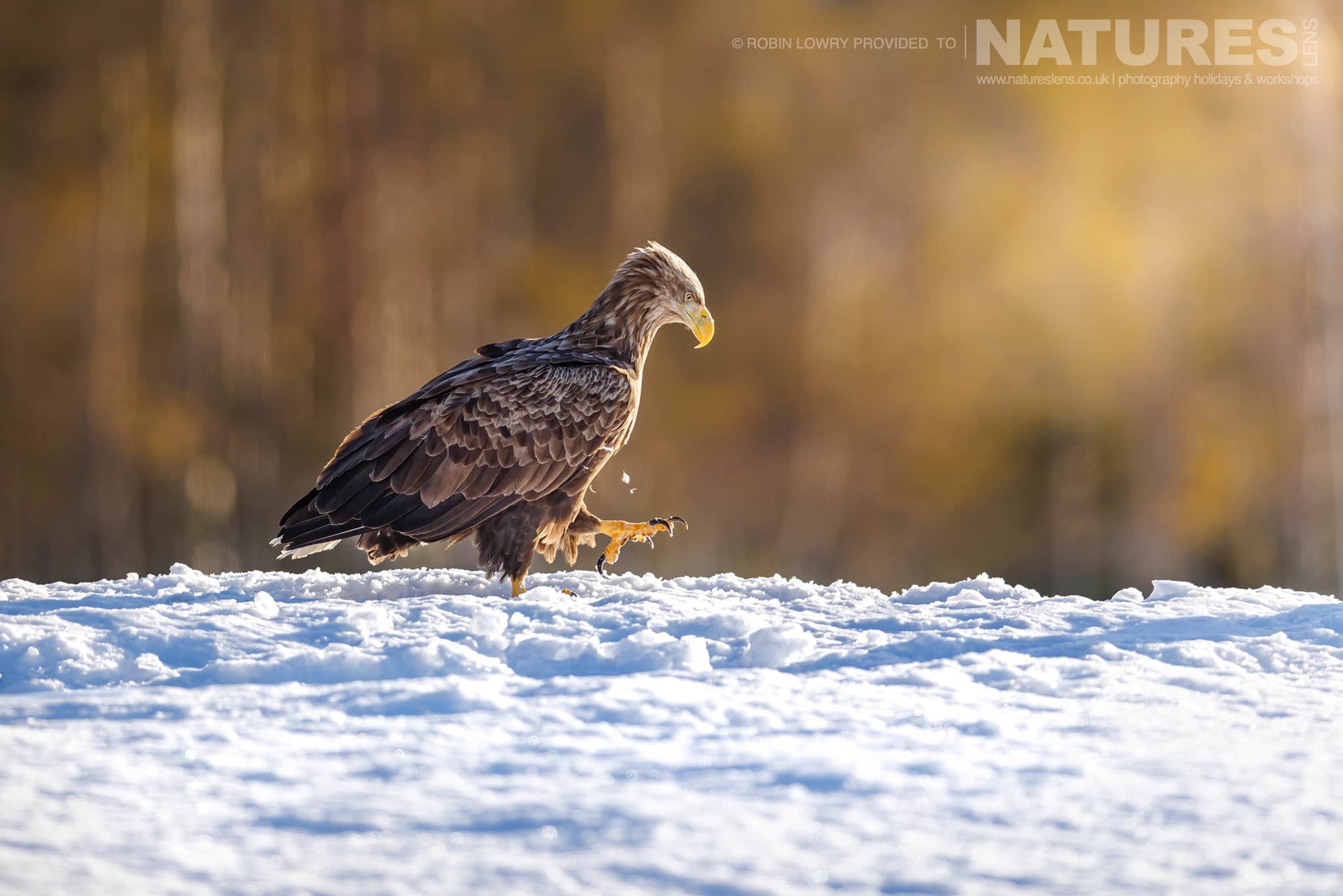 A White Tailed Eagle Walking On The Snow Photographed During A Natureslens Photography Holiday To Photograph Northern Sweden'S Eagles In Winter