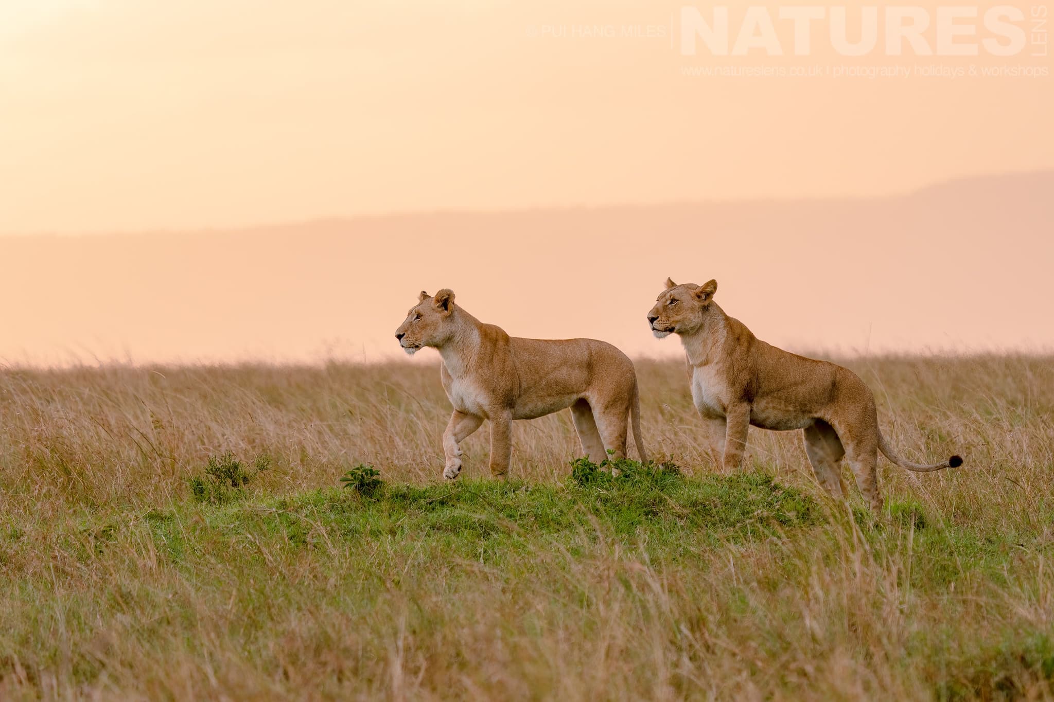 An Alert Pair Of Lionesses From The Topi Pride Photographed During A Natureslens Photography Holiday To Photograph The Wildlife Of The Maasai Mara