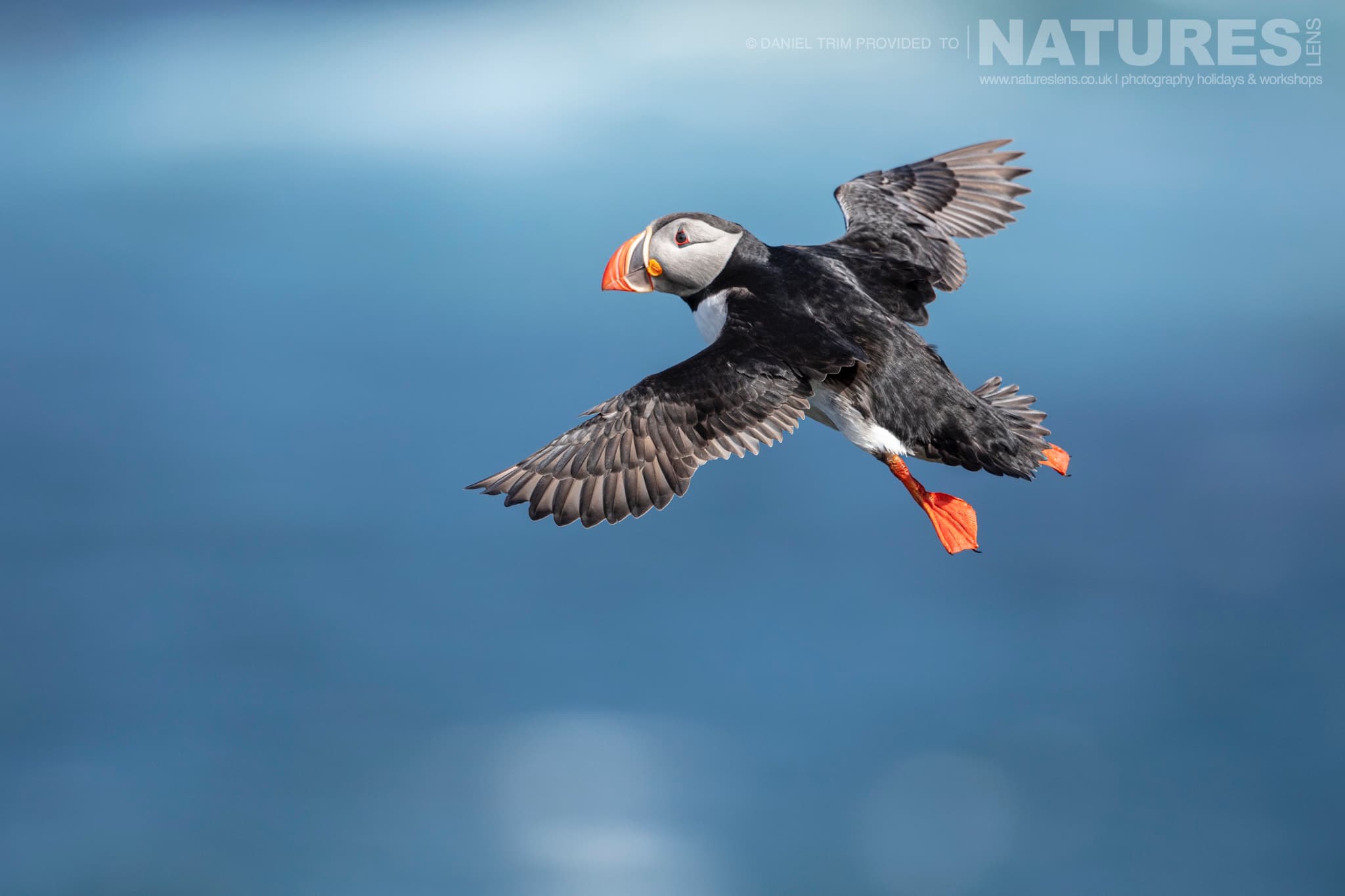 One Of Grimsey Iceland'S Iconic Atlantic Puffins In Flight Photographed During The Natureslens Puffins Of The Arctic Circle Photography Holiday