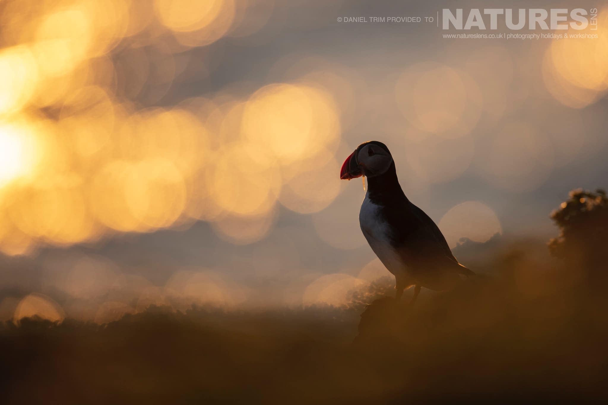 One Of Grimsey Island's Atlantic Puffins Photographed Against The Midnight Sun Photographed During The Natureslens Puffins Of The Arctic Circle Photography Holiday