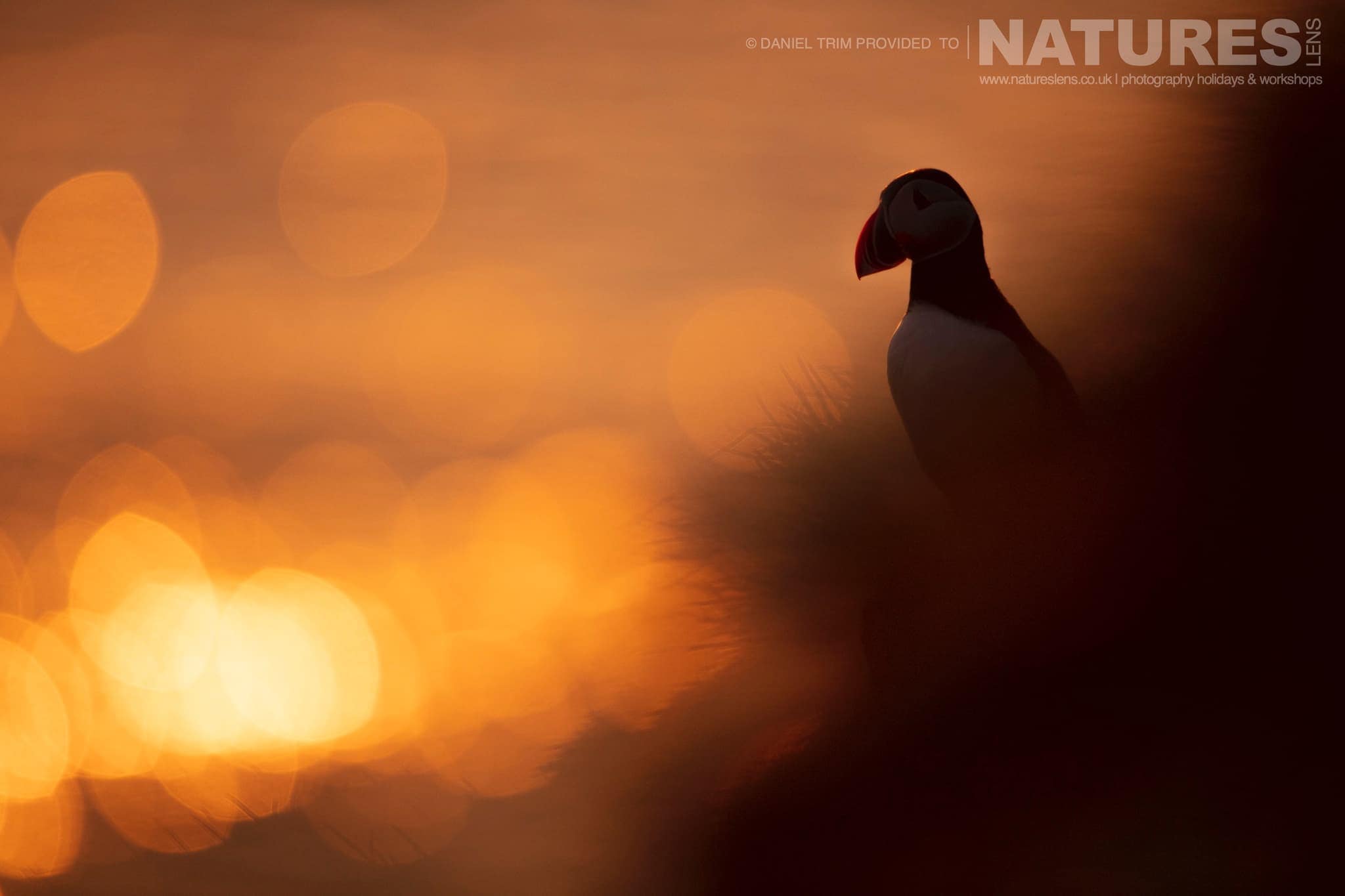 One Of Grimsey Island's Iconic Atlantic Puffins Photographed Against The Midnight Sun Photographed During The Natureslens Puffins Of The Arctic Circle Photography Holiday