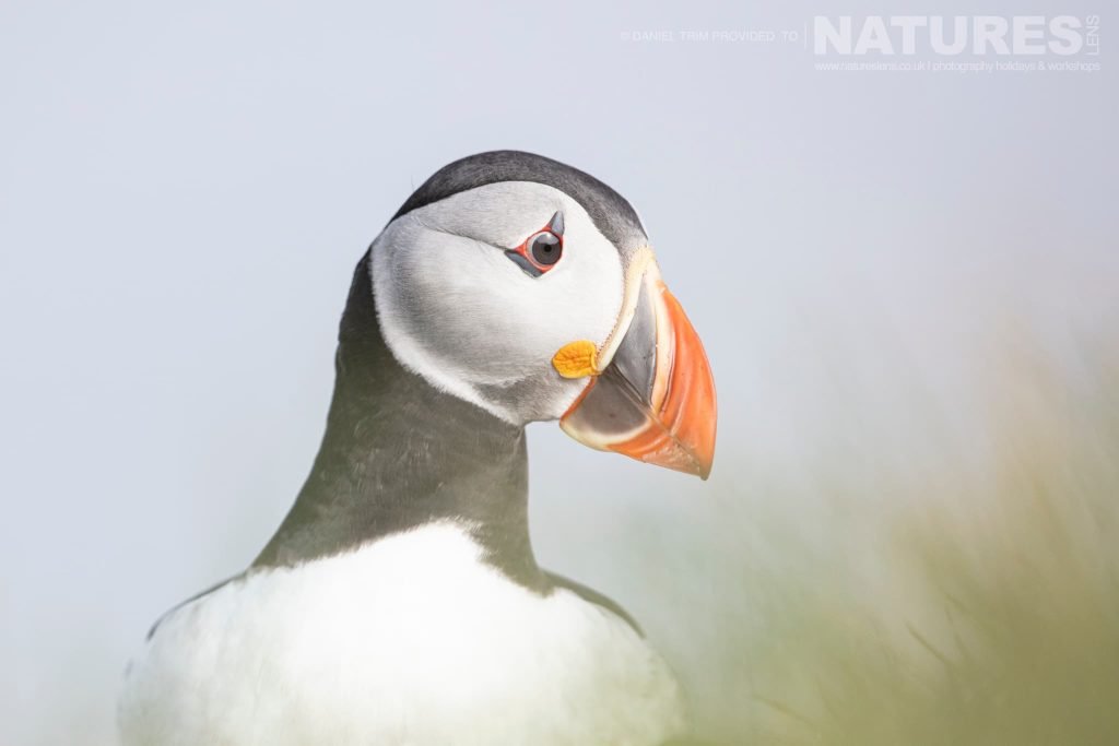 View Capturing the Wonders of Grimsey Island – Iceland’s Puffin Paradise