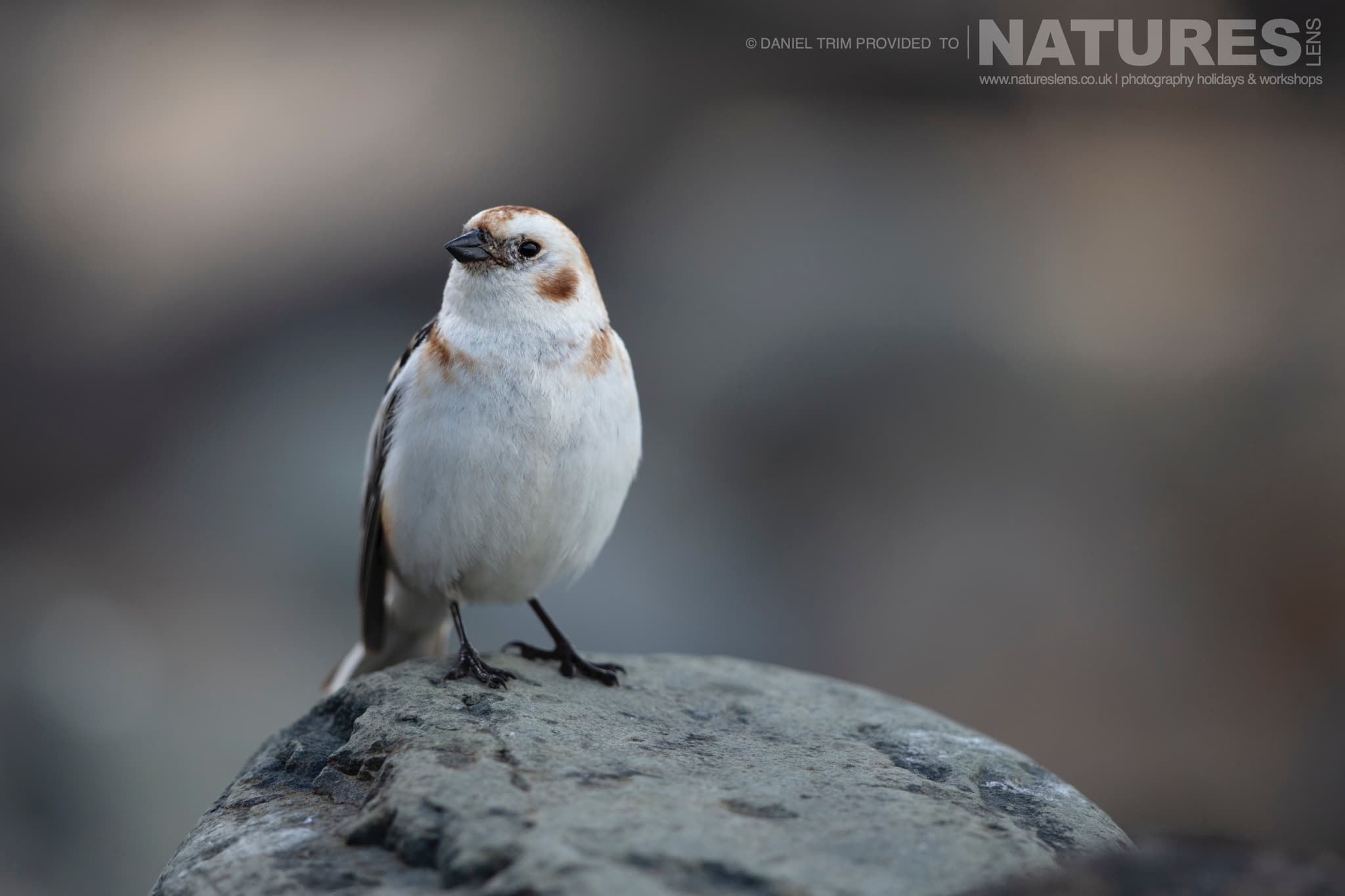 One Of Grimsey Island'S Supporting Cast A Snow Bunting Photographed During The Natureslens Puffins Of The Arctic Circle Photography Holiday