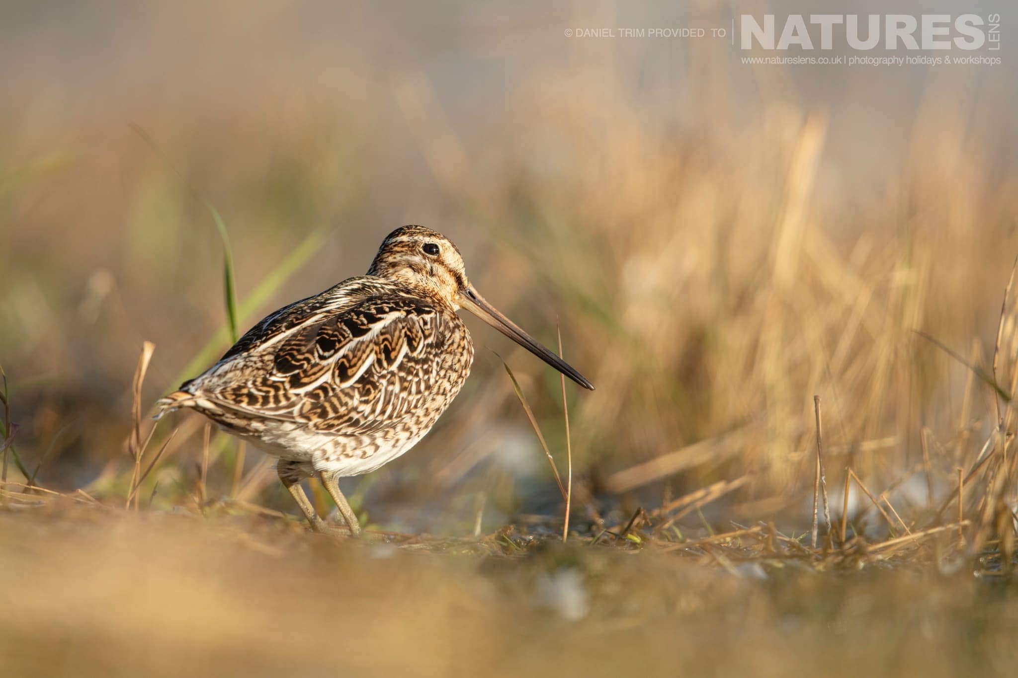 One Of Grimsey Island'S Supporting Cast In This Case A Common Snipe Photographed During The Natureslens Puffins Of The Arctic Circle Photography Holiday