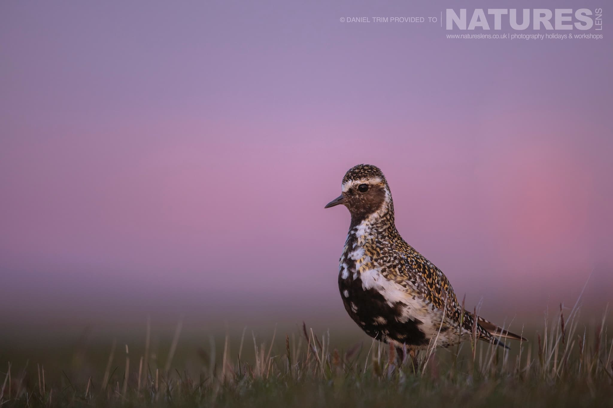 One Of Grimsey Island'S Supporting Cast In This Case A Golden Plover Photographed During The Natureslens Puffins Of The Arctic Circle Photography Holiday