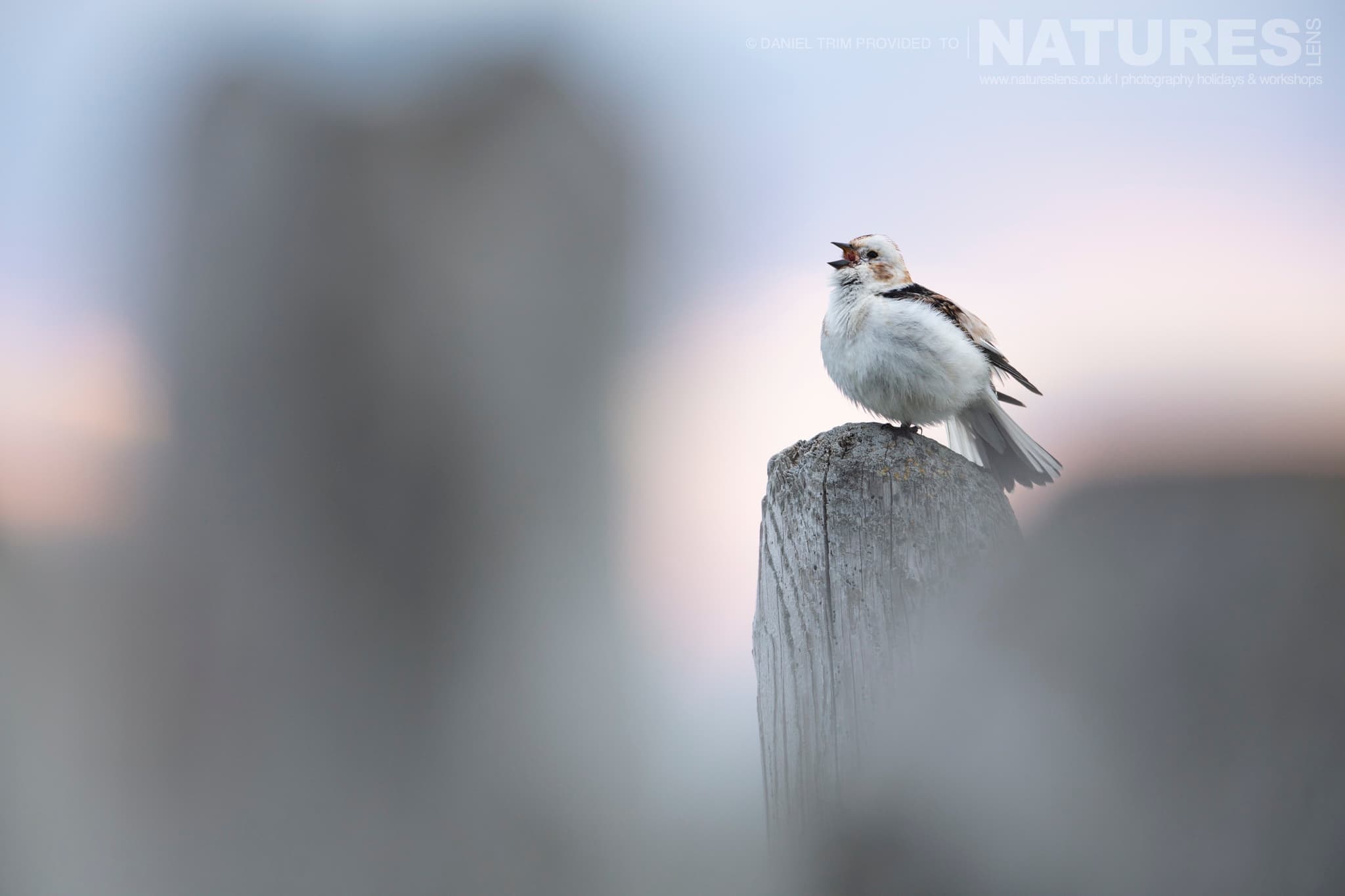 One Of Grimsey Island'S Supporting Cast In This Case A Snow Bunting Photographed During The Natureslens Puffins Of The Arctic Circle Photography Holiday