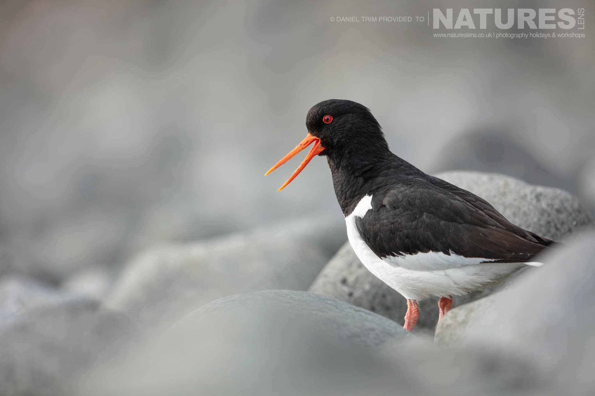 One Of Grimsey Island'S Supporting Cast In This Case An Oystercatcher Photographed During The Natureslens Puffins Of The Arctic Circle Photography Holiday