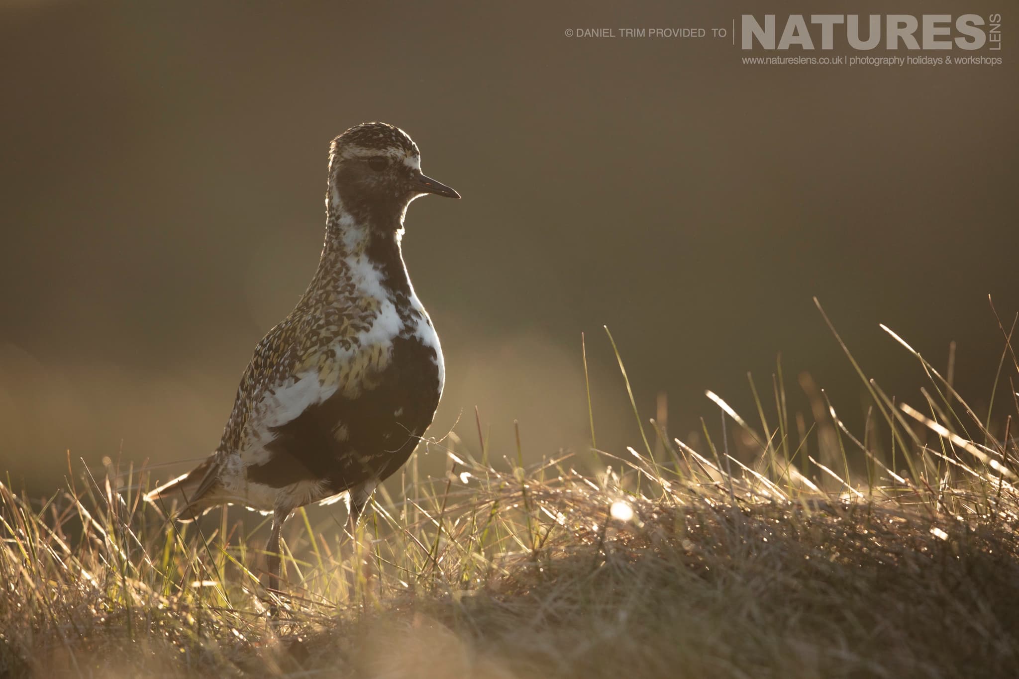 One Of Grimsey Island's Supporting Cast This Time A Golden Plover Photographed During The Natureslens Puffins Of The Arctic Circle Photography Holiday