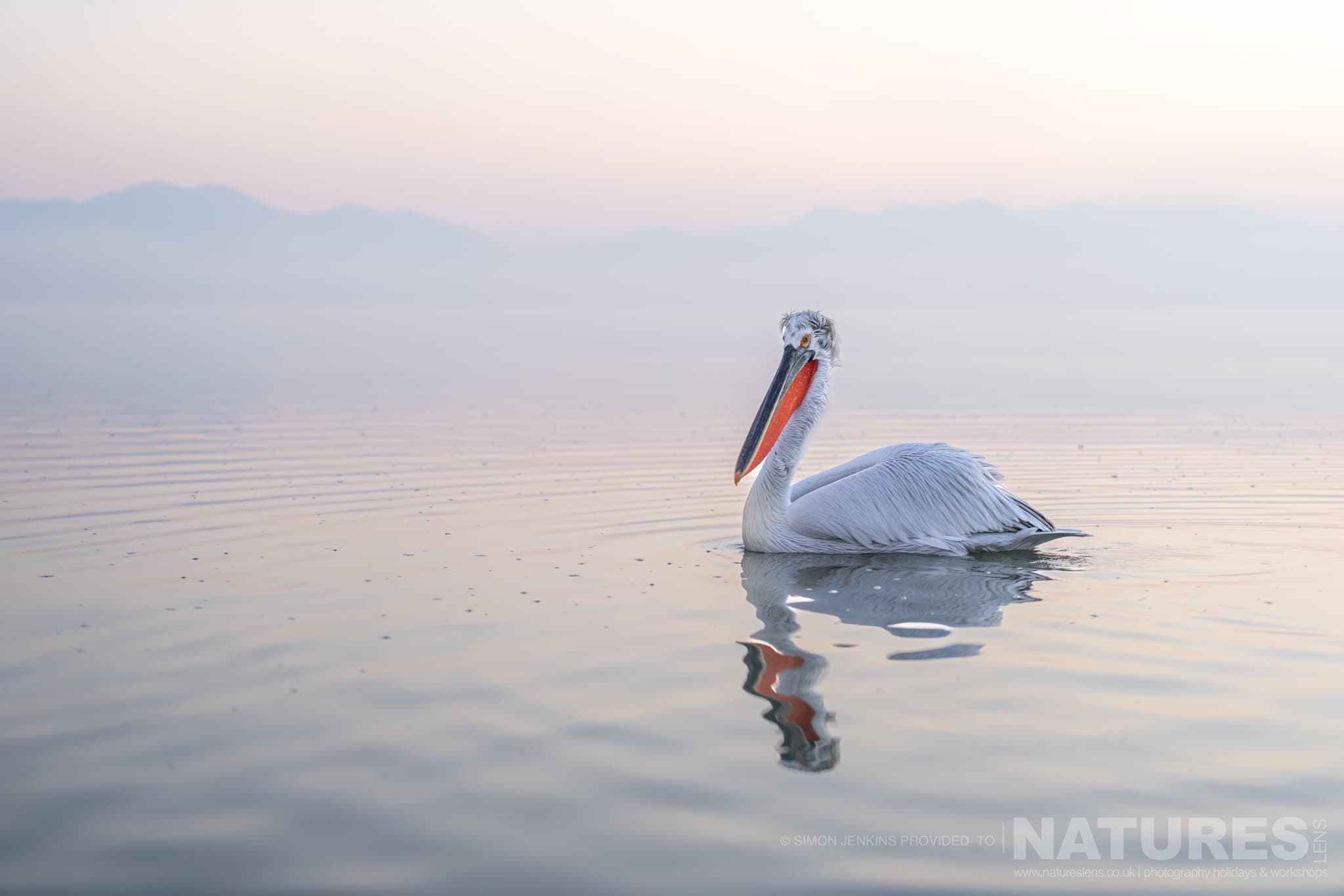 One Of Lake Kerkini's Pelicans Drifts Alone On The Still Waters