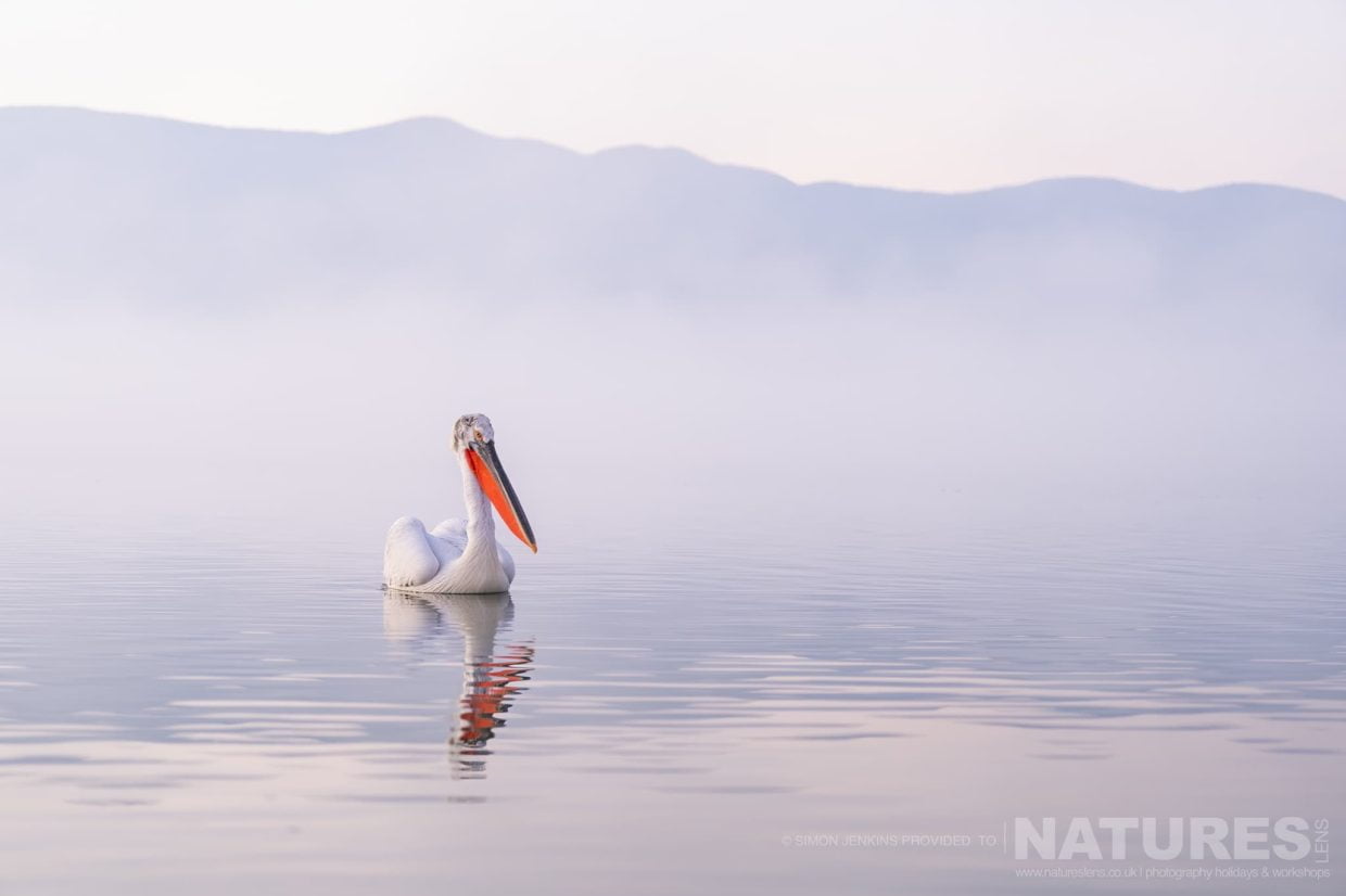 One Of Lake Kerkini's Pelicans Drifts On The Still Waters