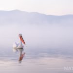 A Spotlight On Lake Kerkini’S Pelicans
