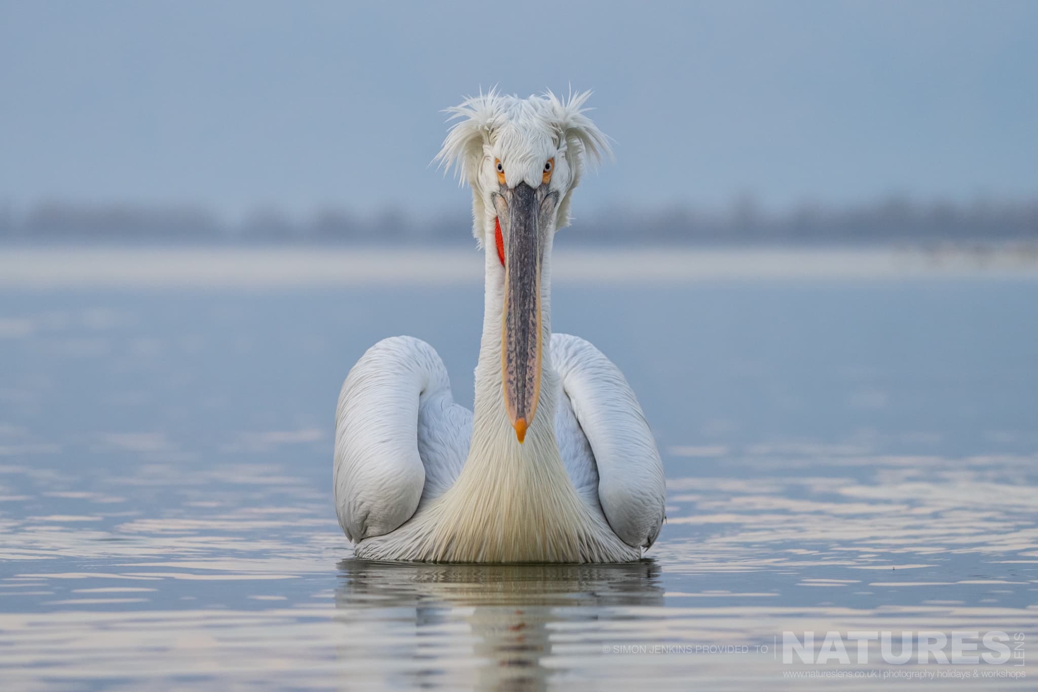 One Of Lake Kerkini's Pelicans Glides On The Still Waters