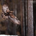 What’S Been Published Recently On Natureslens