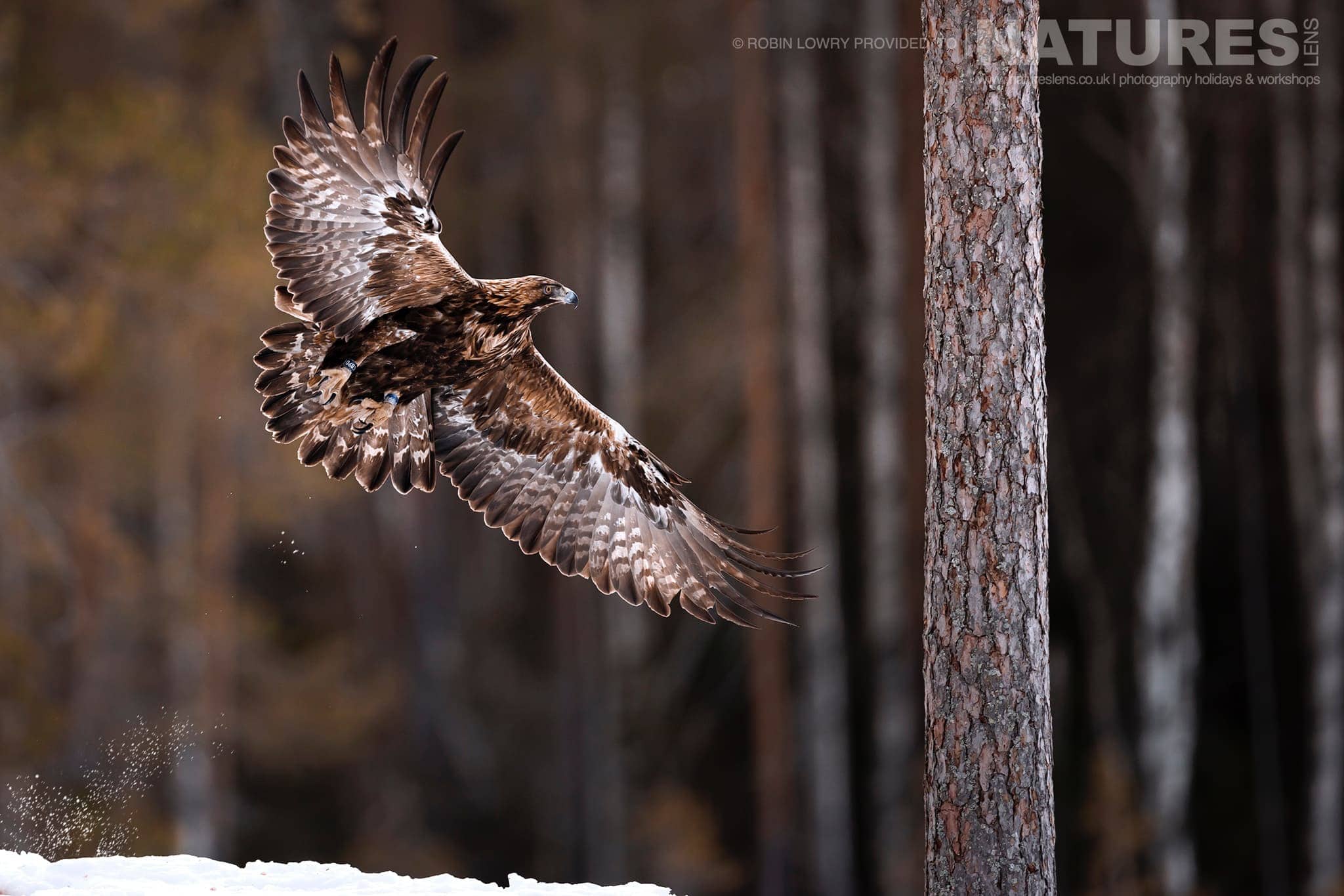 Robin Lowry Northern Swedens Eagles 2023 Natureslens