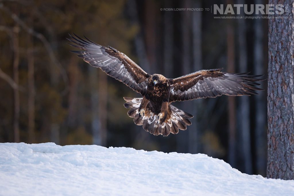 Robin Lowry Northern Swedens Eagles 2023 Natureslens