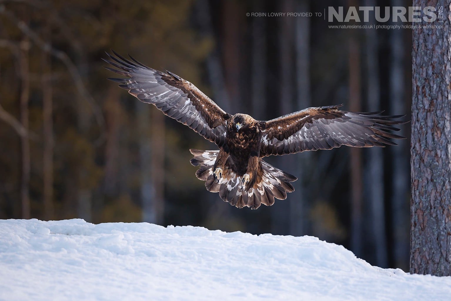 One Of The Golden Eagles Flying Over The Snow Covered Ground Photographed During A Natureslens Photography Holiday To Photograph Northern Sweden's Eagles In Winter