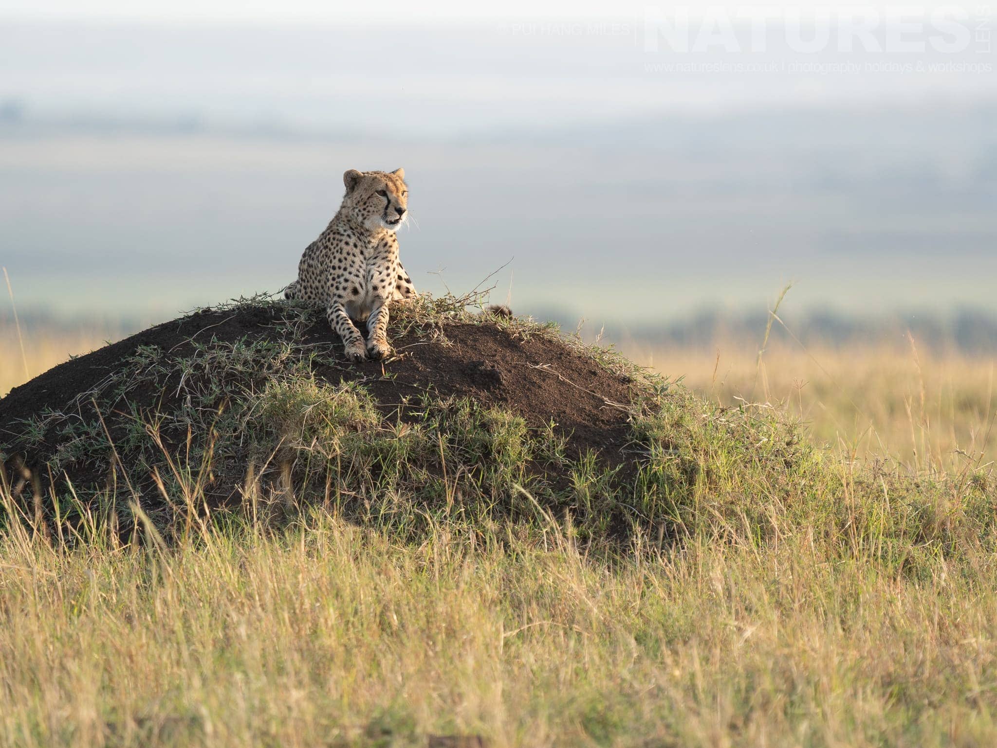 One Of The Mara Cheetahs On A Raised Vantage Point Photographed During A Natureslens Photography Holiday To Photograph The Wildlife Of The Maasai Mara