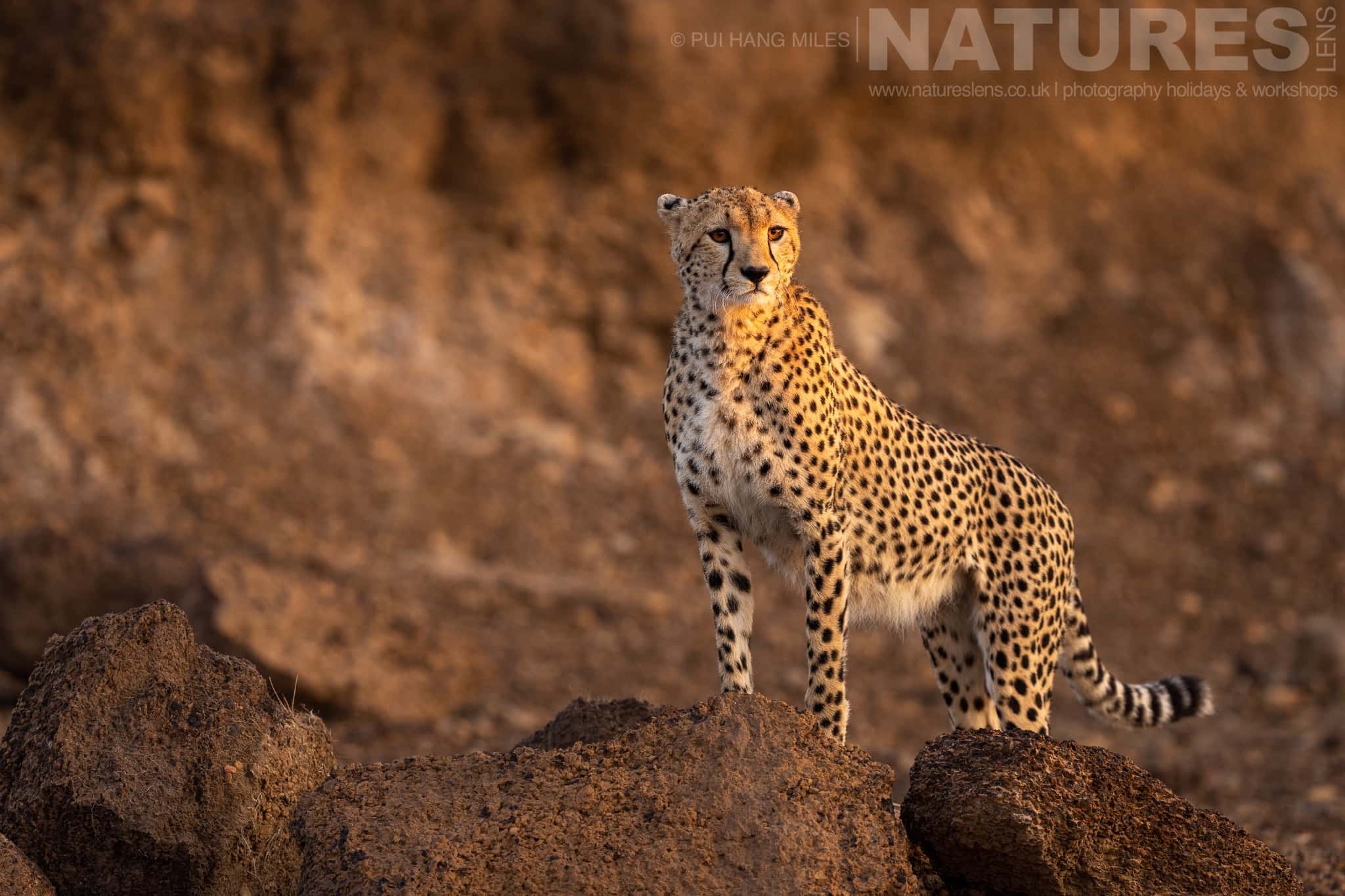 One Of The Mara Cheetahs On An Escarpment photographed at the locations used for the Ultimate African Wildlife photography holiday