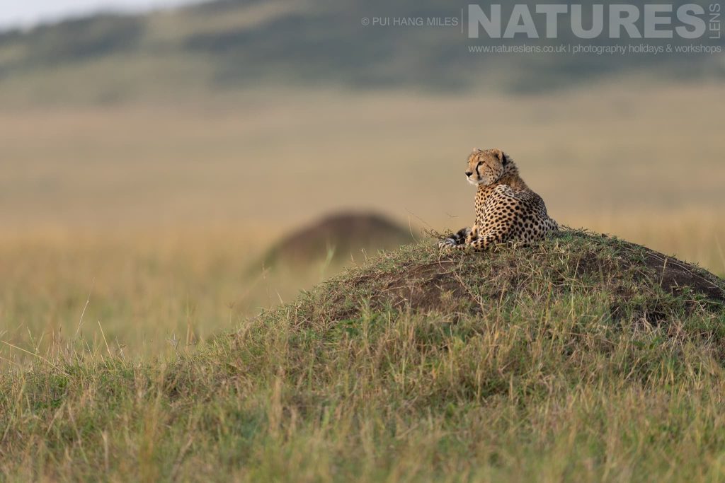 One Of The Mara Cheetahs Resting On A Mound Photographed During A Natureslens Photography Holiday To Photograph The Wildlife Of The Maasai Mara A Cheetah Resting On A Mound In The Maasai Mara