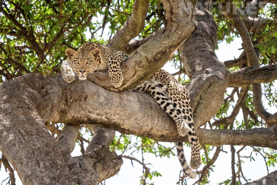 One Of The Mara Leopards In A Tree Photographed During A Natureslens Photography Holiday To Photograph The Wildlife Of The Maasai Mara