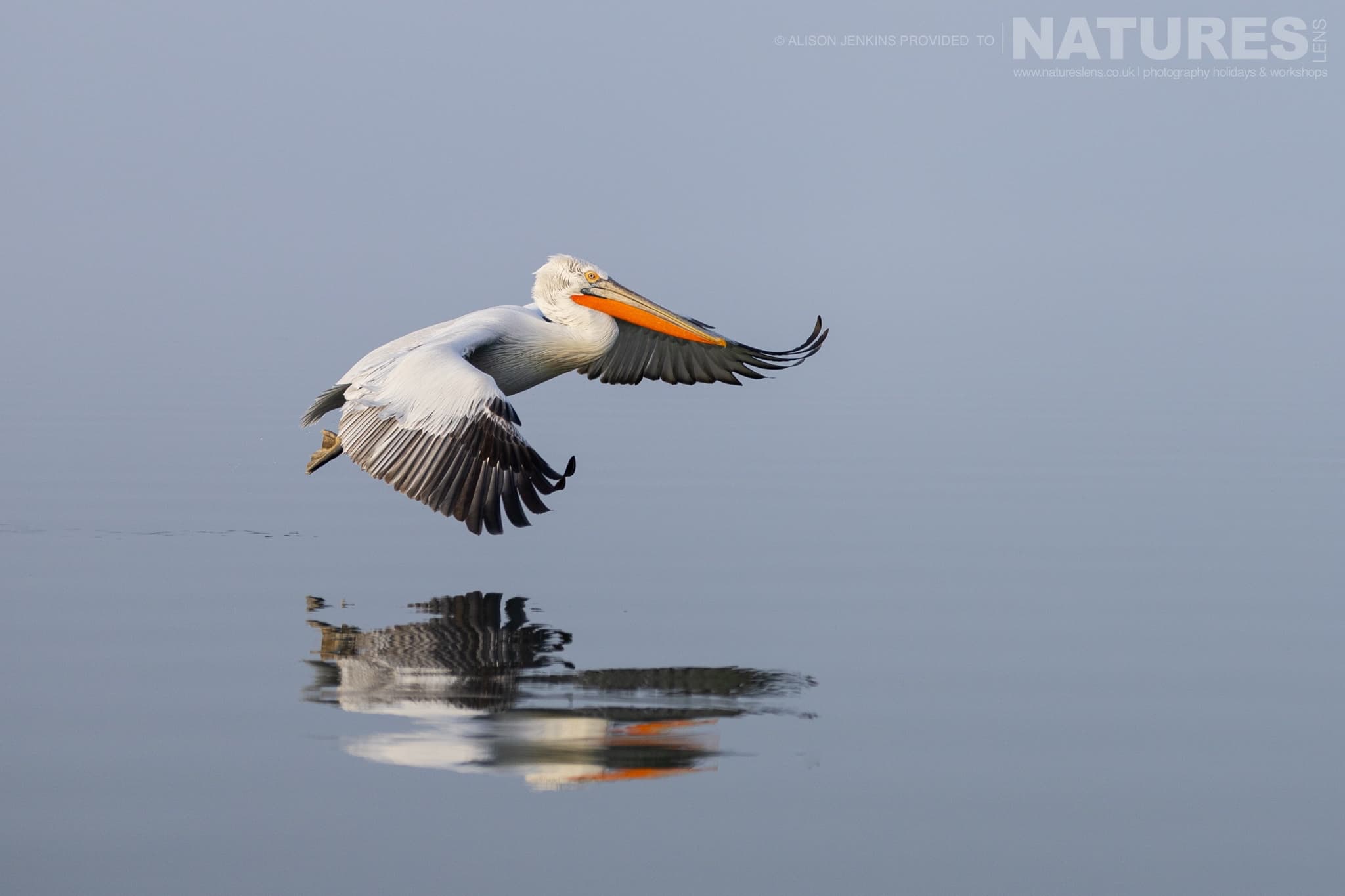 One Of The Pelicans Of Lake Kerkini Flying Over The Waters Of Lake Kerkini Photographed During A Natureslens Wildlife Photography Holiday