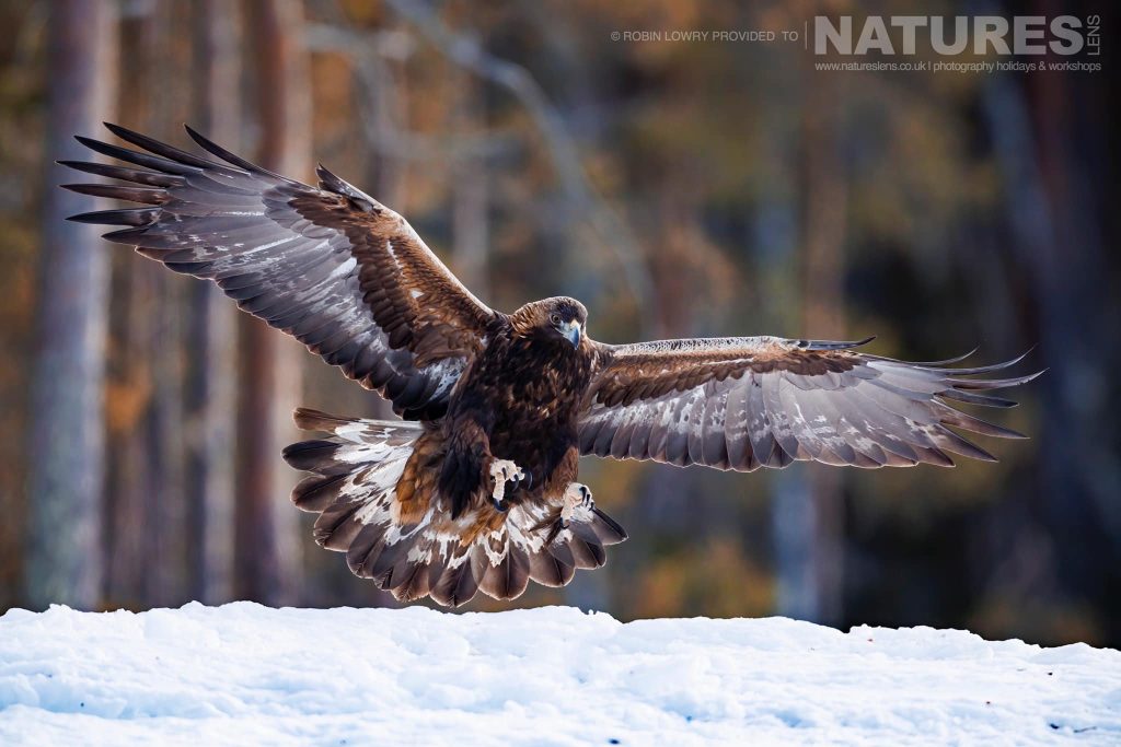 Photograph Northern Sweden's Eagles In Winter