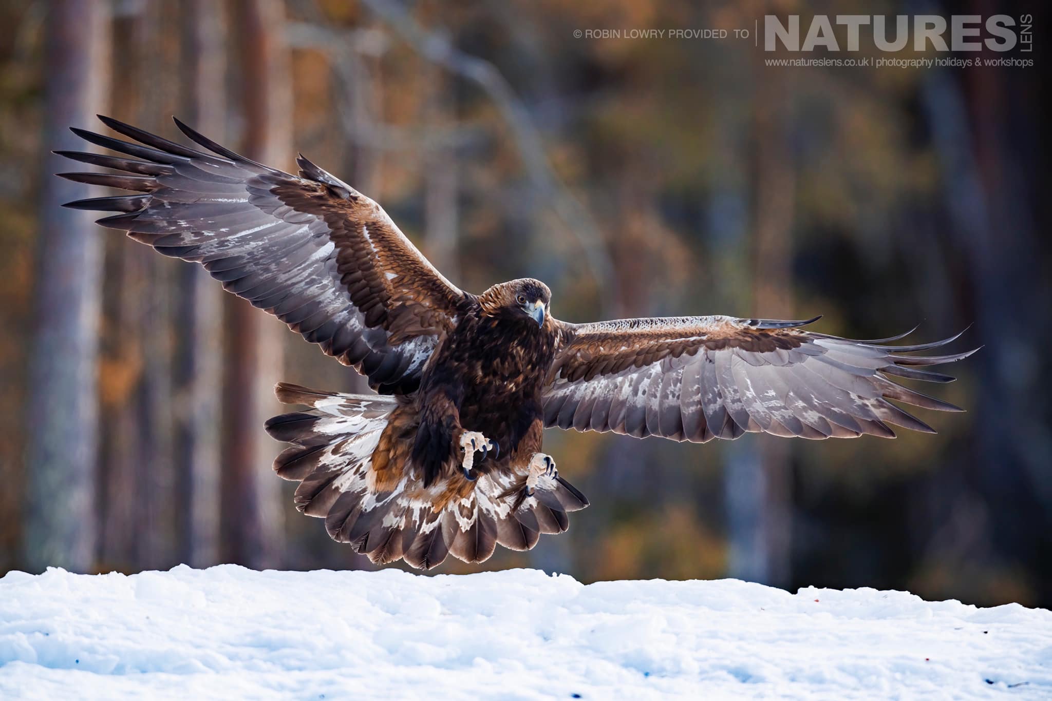 One Of The Resident Golden Eagles Flying Over The Snow Covered Ground Photographed During A Natureslens Photography Holiday To Photograph Northern Sweden'S Eagles In Winter
