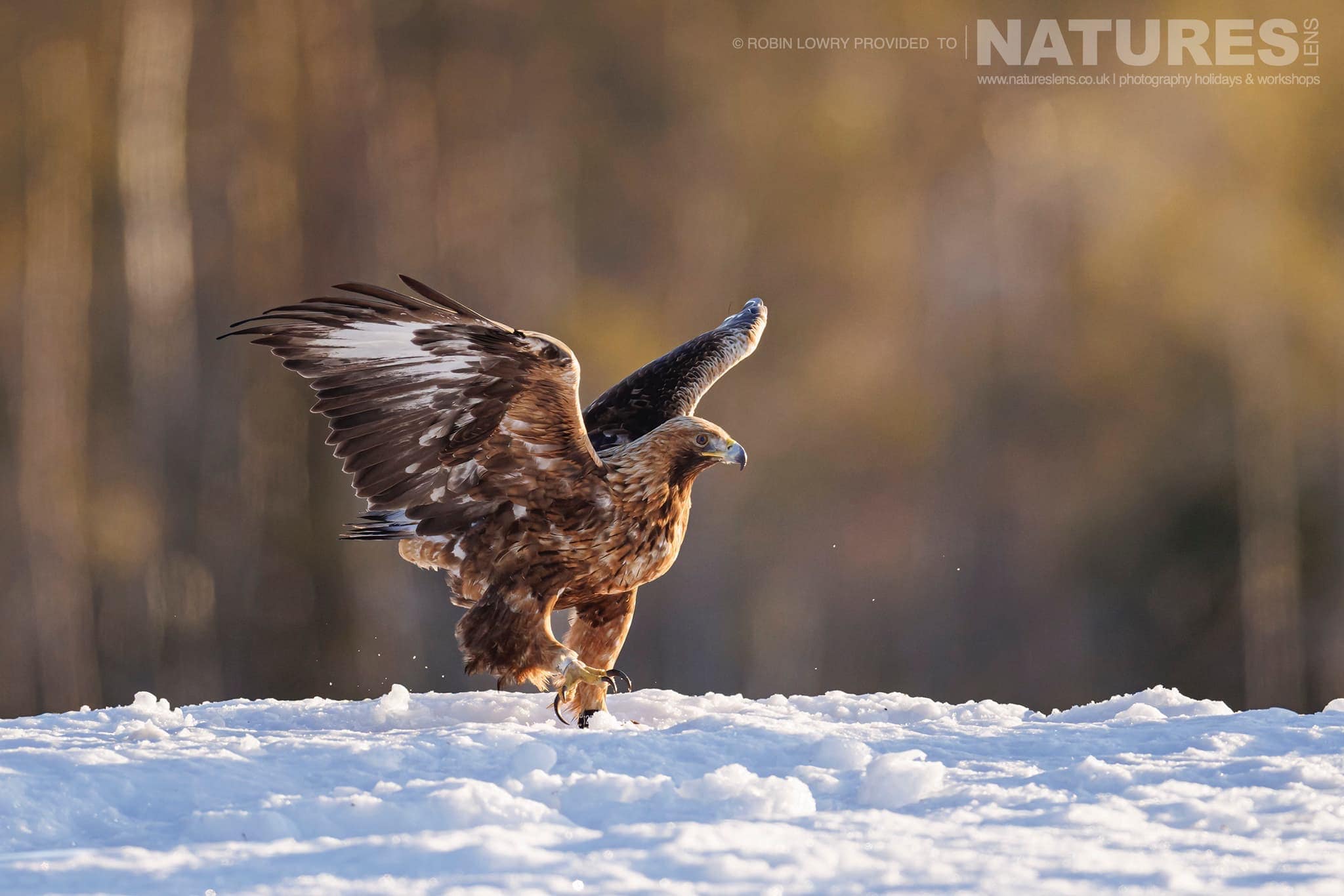 One Of The Resident Golden Eagles Walking On The Snow Photographed During A Natureslens Photography Holiday To Photograph Northern Sweden'S Eagles In Winter
