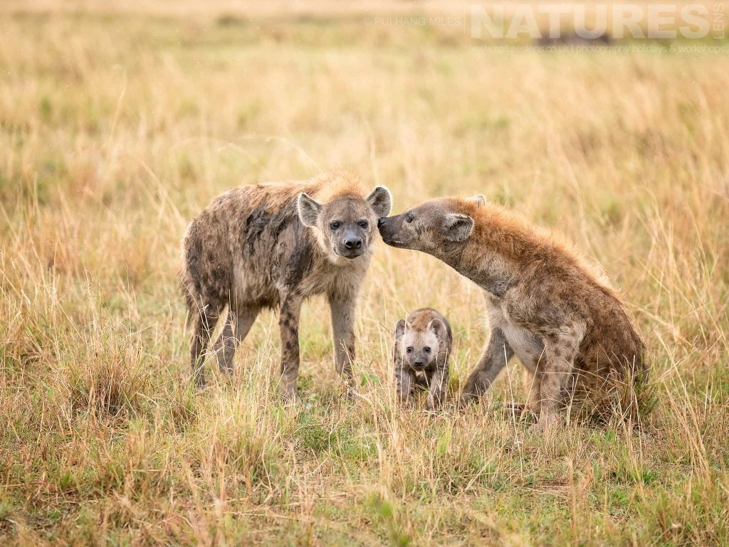 Several Members Of A Hyena Family Greet Each Other Photographed During A Natureslens Photography Holiday To Photograph The Wildlife Of The Maasai Mara Several Members Of A Hyena Family Greeting Each Other In The Maasai Mara
