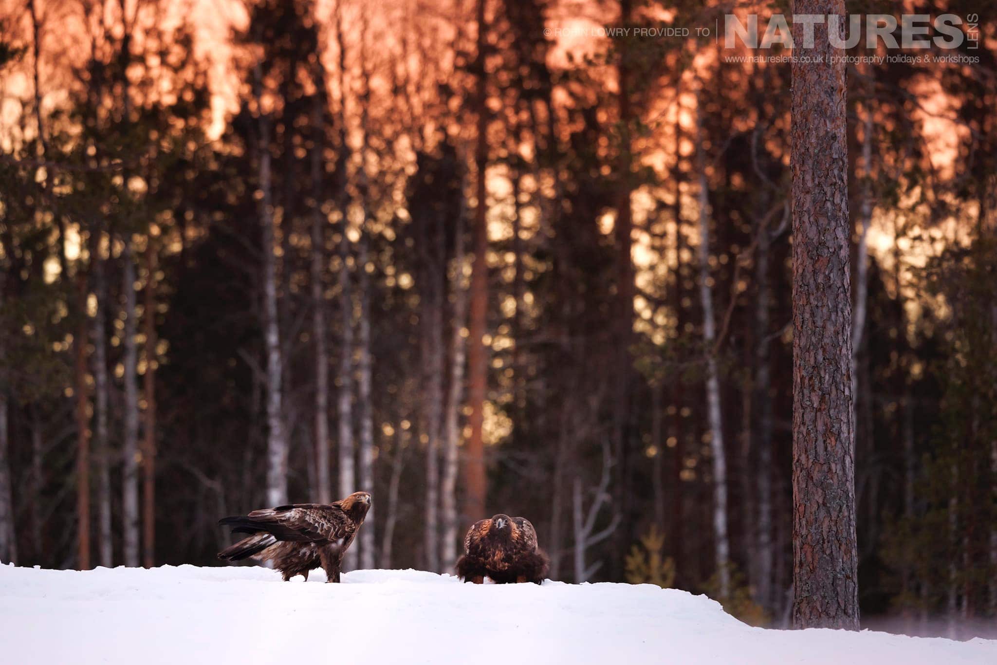 The Pair Of Golden Eagles In Soft Golden Light Photographed During A Natureslens Photography Holiday To Photograph Northern Sweden'S Eagles In Winter