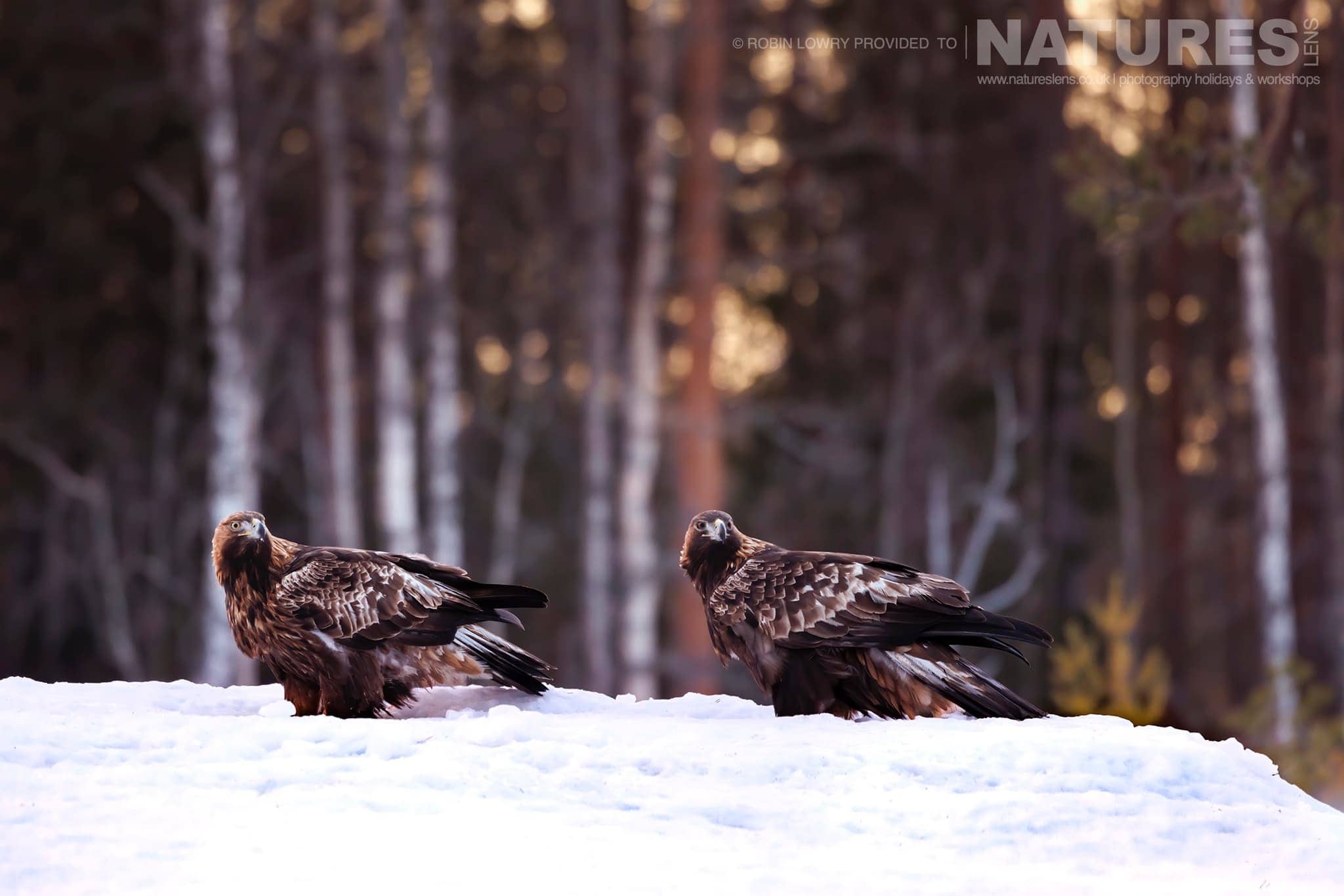 The Pair Of Golden Eagles On Snowy Ground Photographed During A Natureslens Photography Holiday To Photograph Northern Sweden'S Eagles In Winter