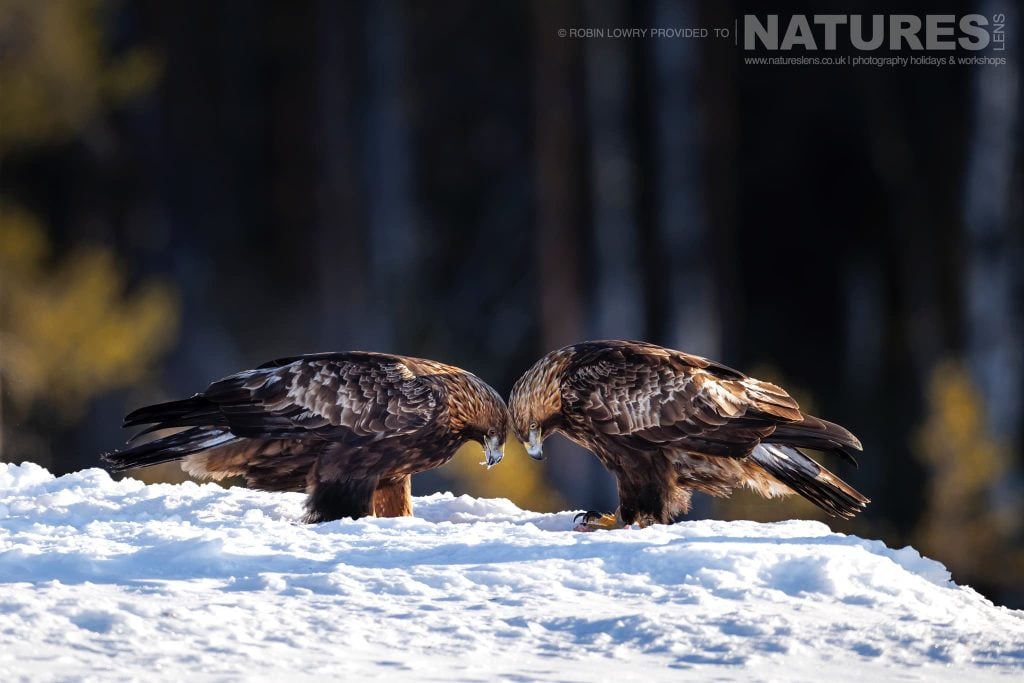 Photograph Northern Sweden’s Eagles with NaturesLens in 2026