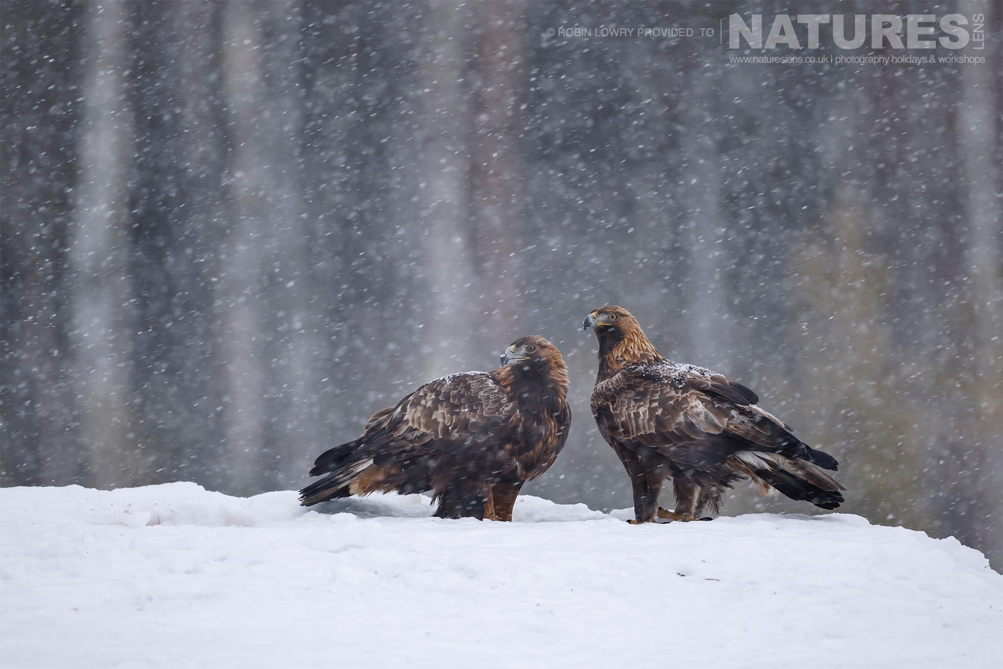 The Pair Of Mated Golden Eagles Photographed During A Natureslens Photography Holiday To Photograph Northern Sweden'S Eagles In Winter